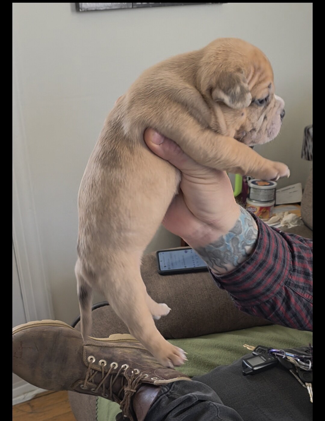 Micro Bully puppies image 3