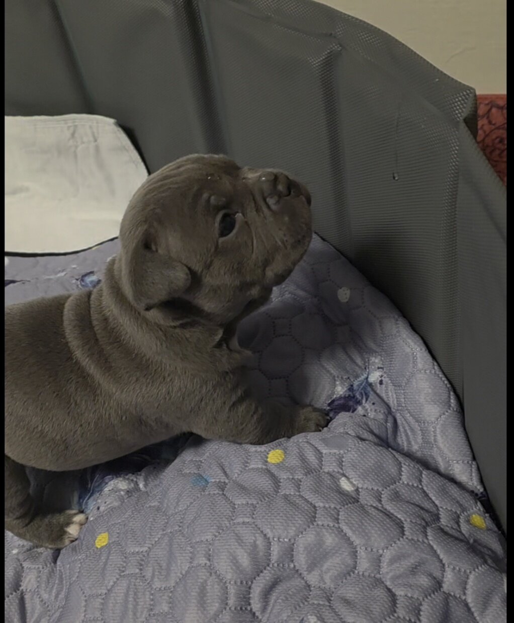 Micro Bully puppies image 4