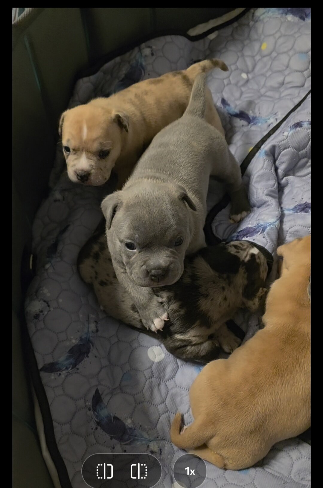 Micro Bully puppies image 5