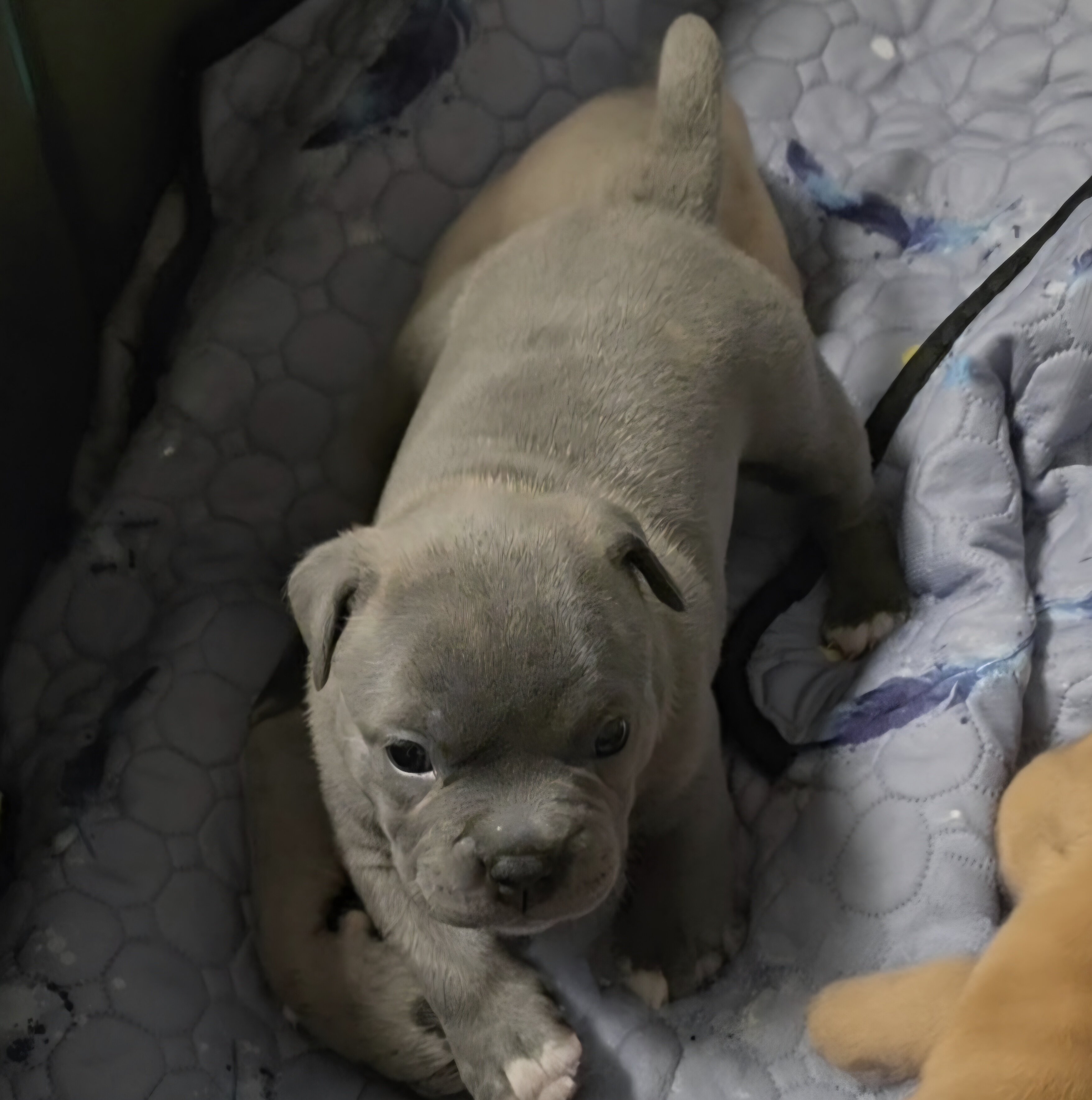 Micro Bully puppies image 1