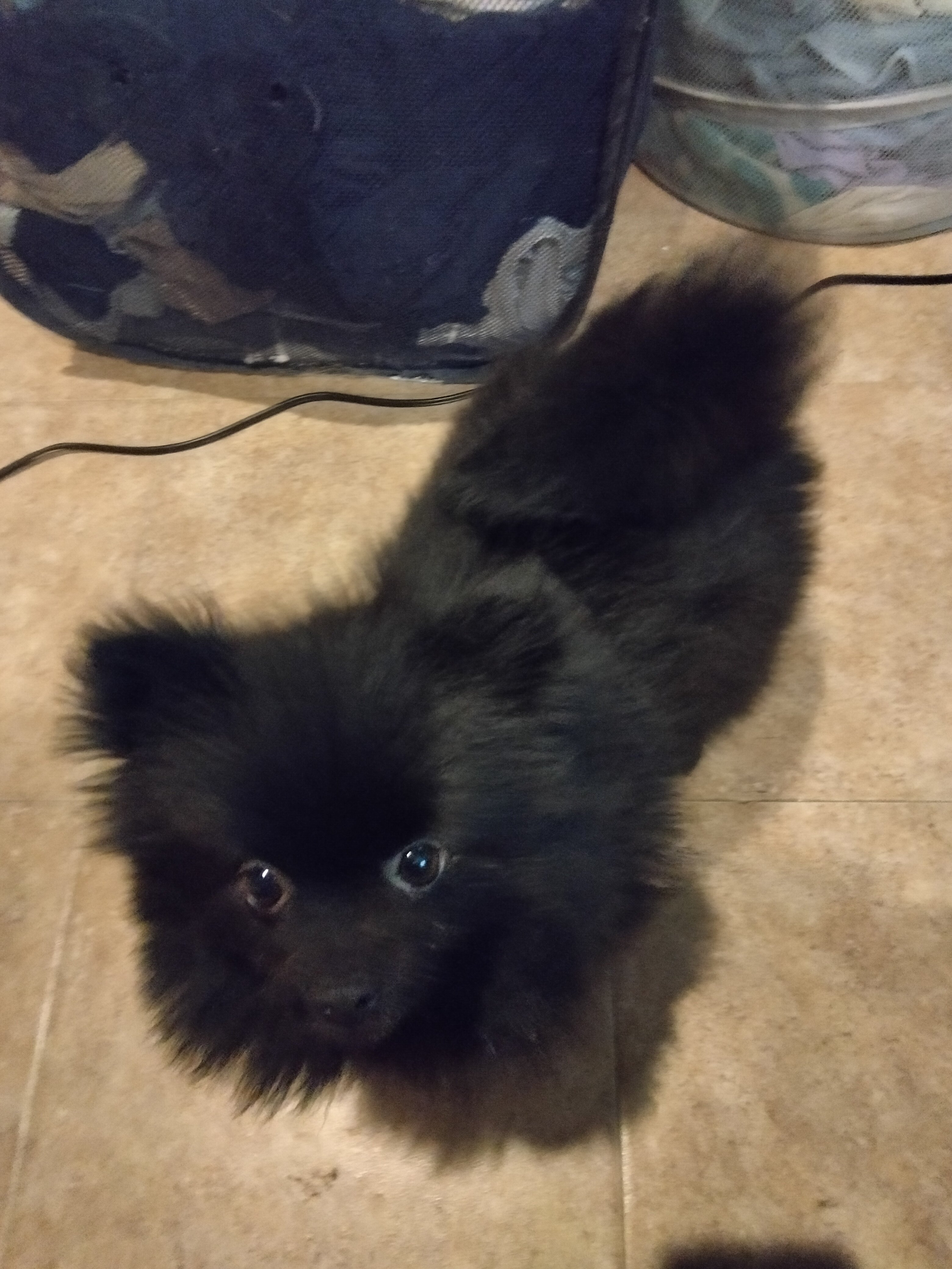 Adorable female Pomeranian image 1
