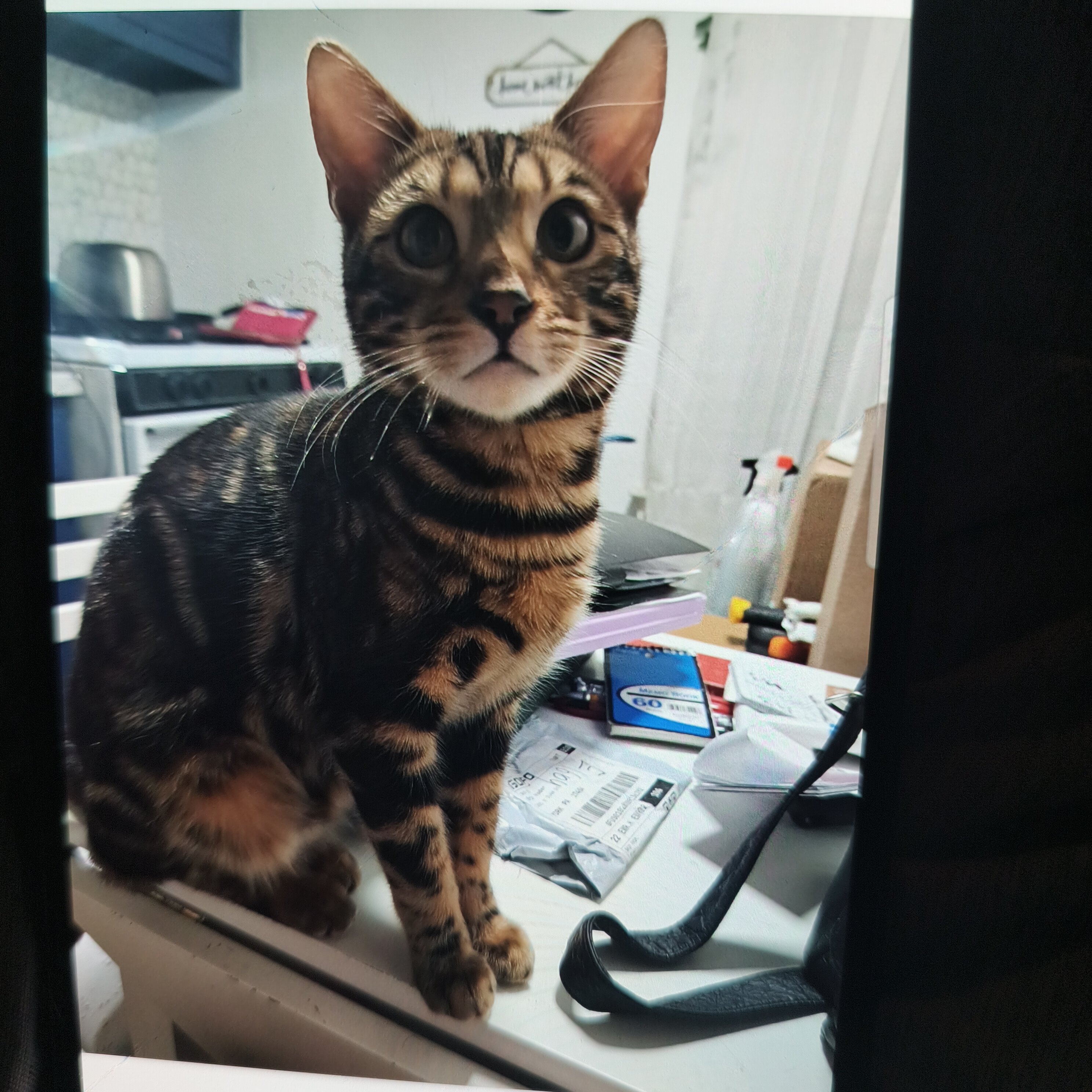 Bengal Kittens image 1