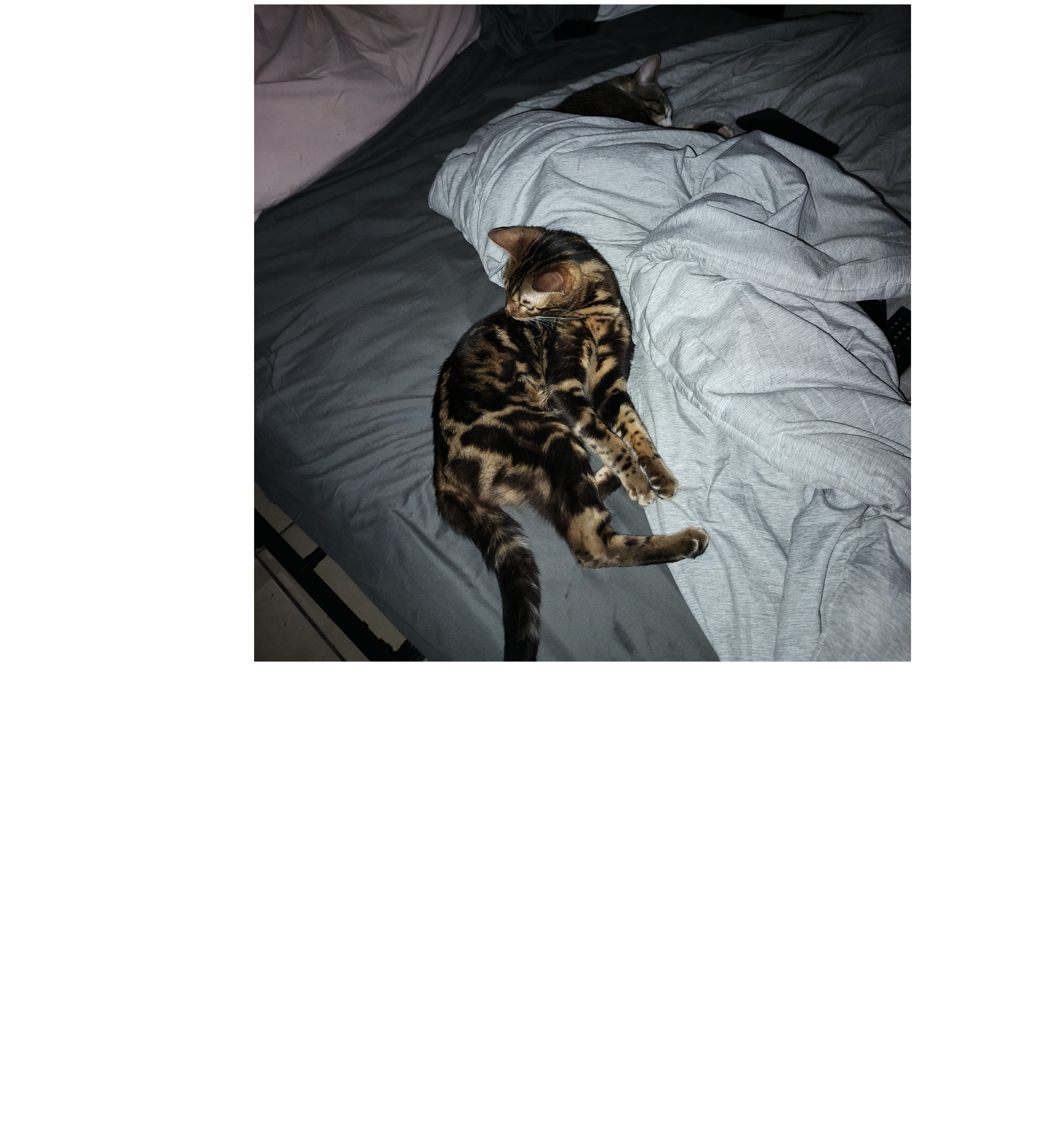 Bengal Kittens image 2