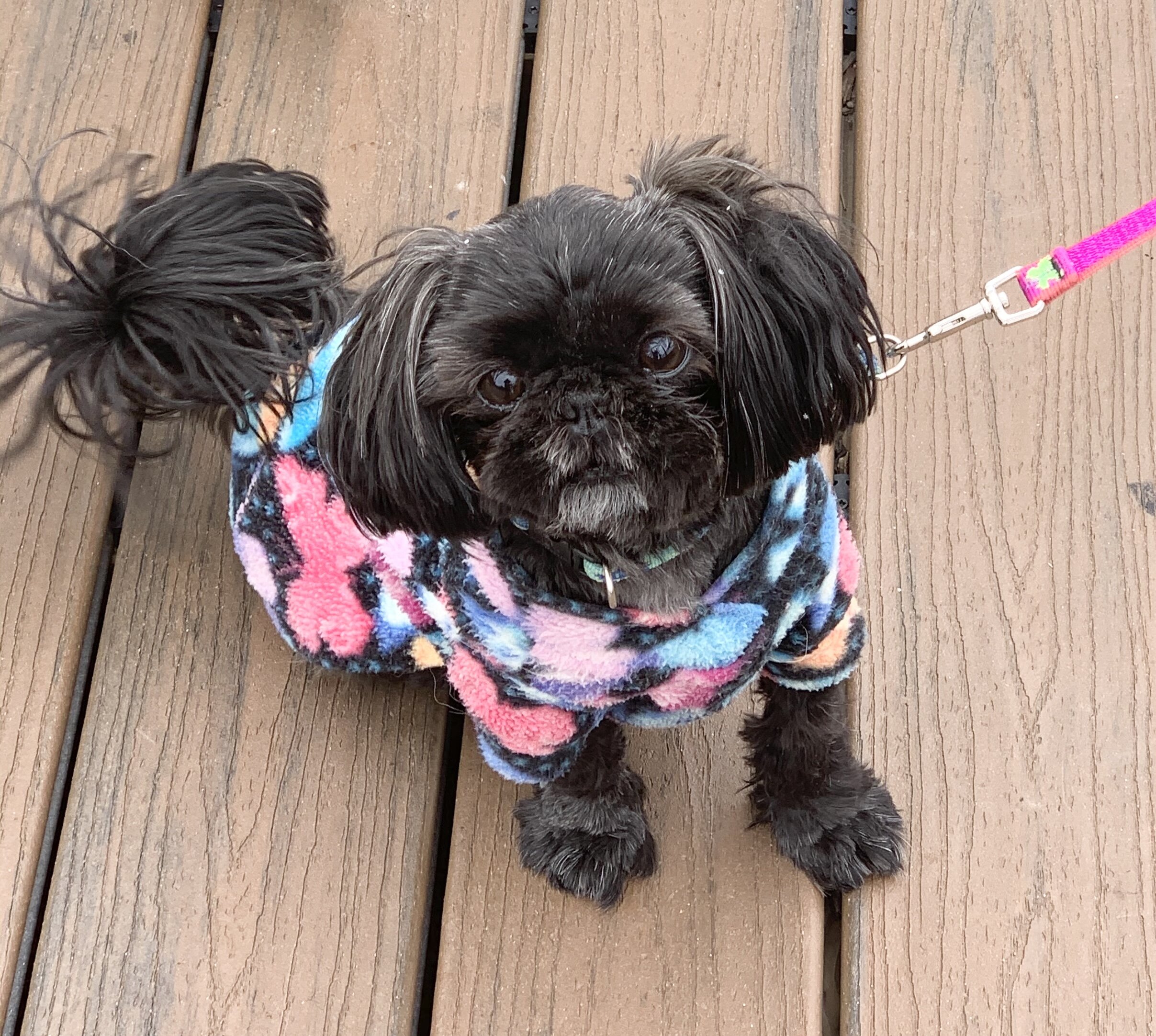 8 year old Shih Tzu image 1