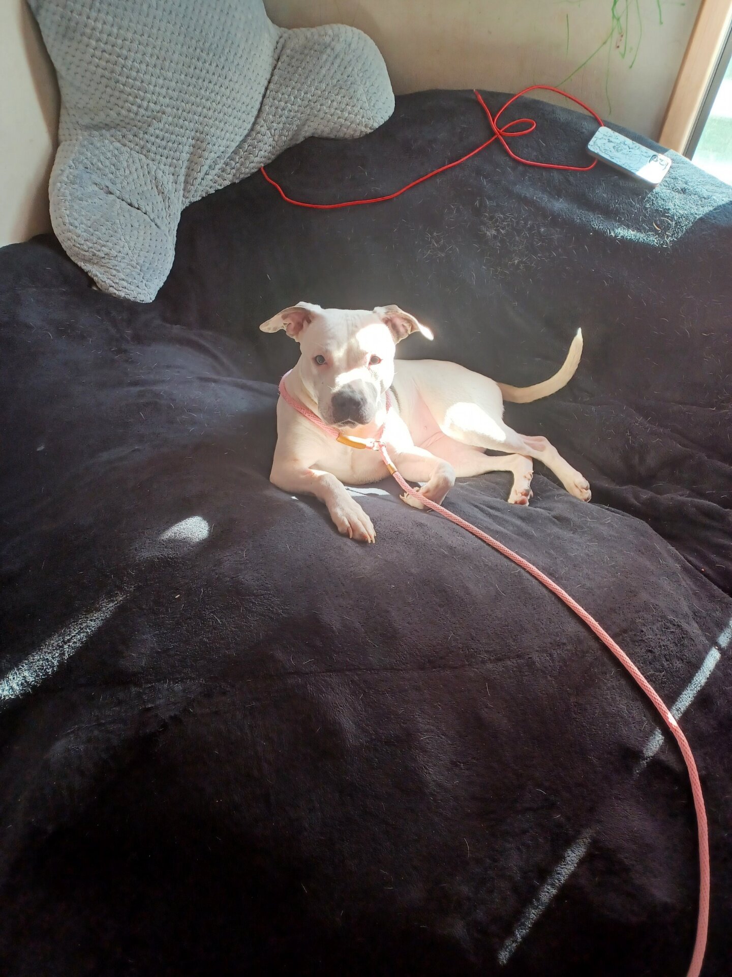 American pitbull image 1