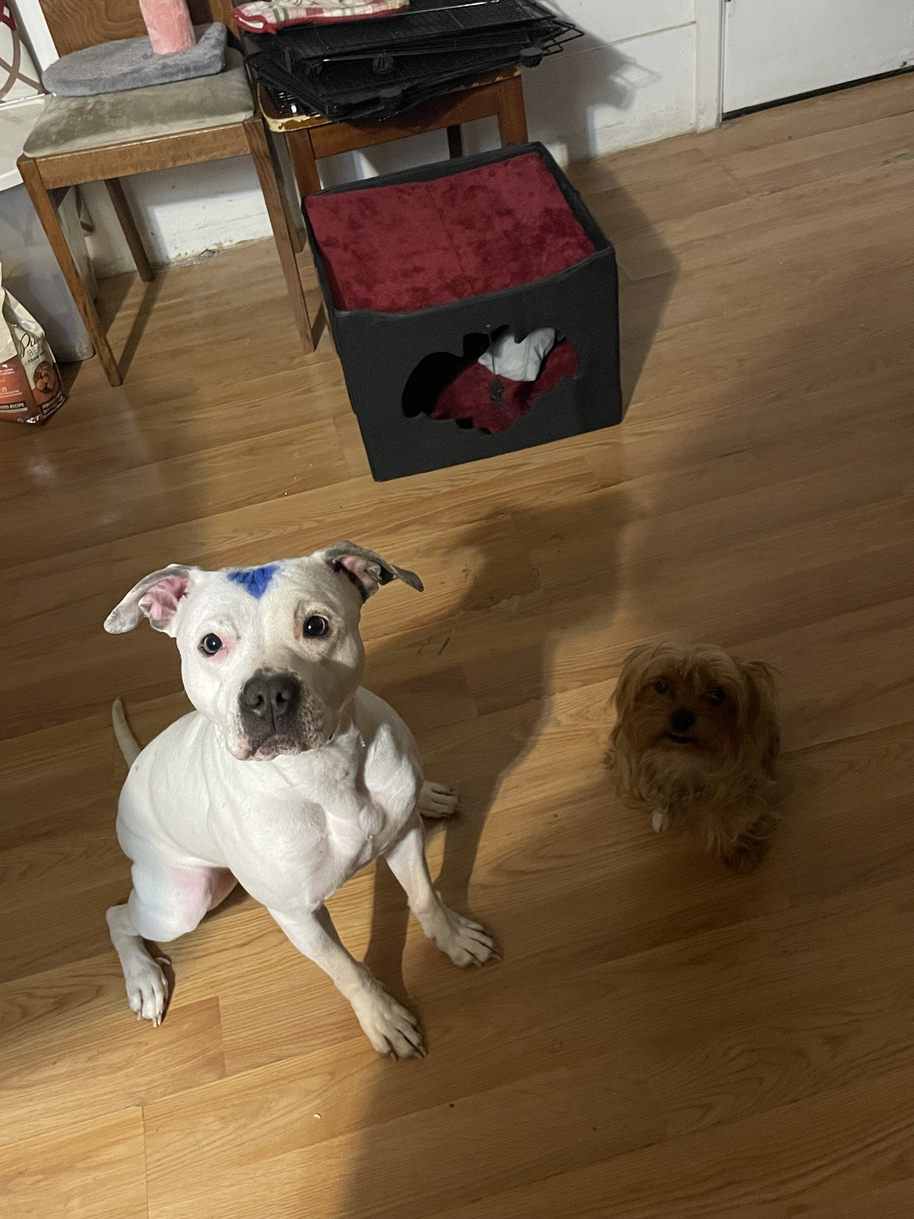 American pitbull image 3