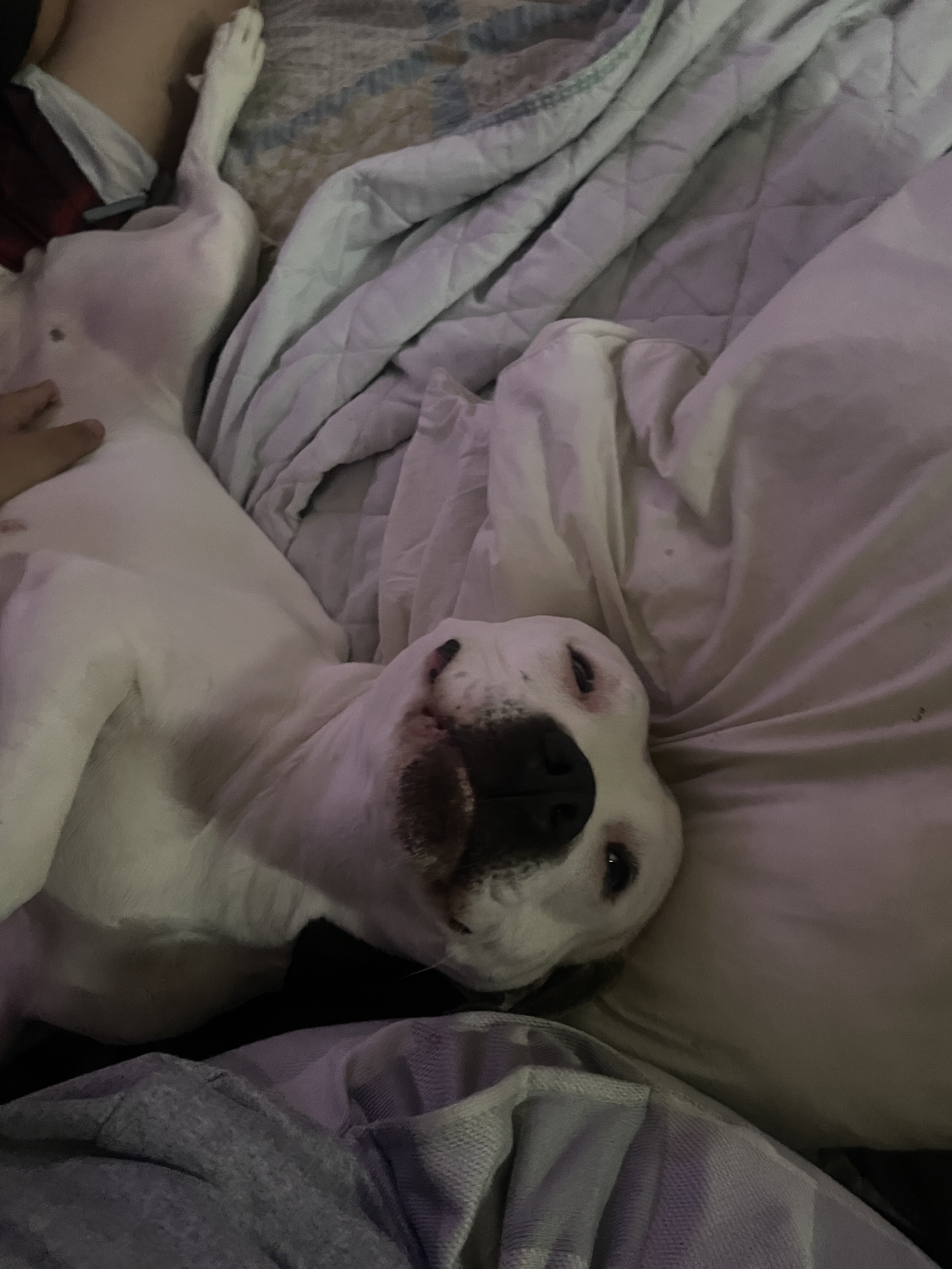 American pitbull image 4