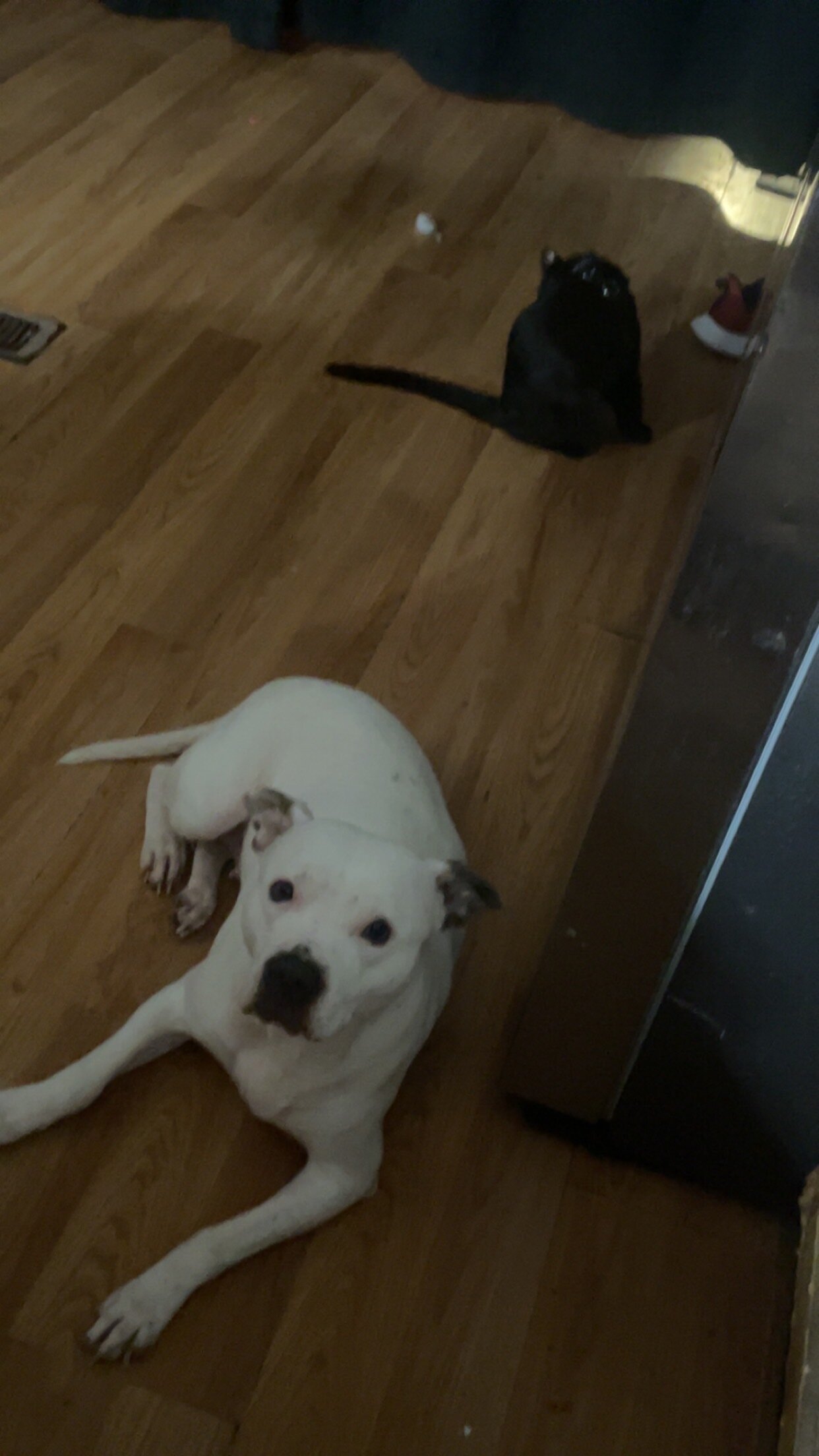 American pitbull image 5