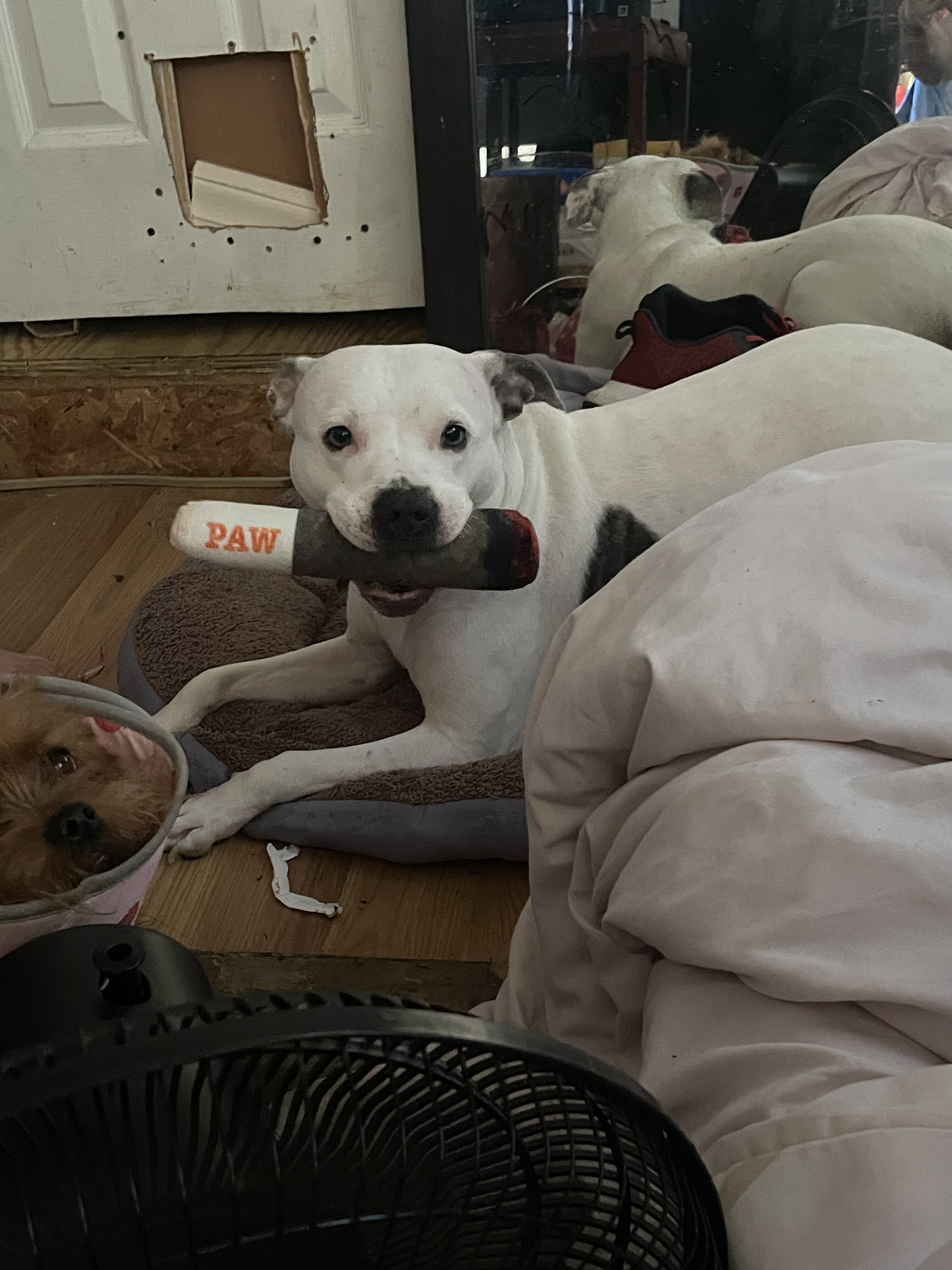 American pitbull image 6