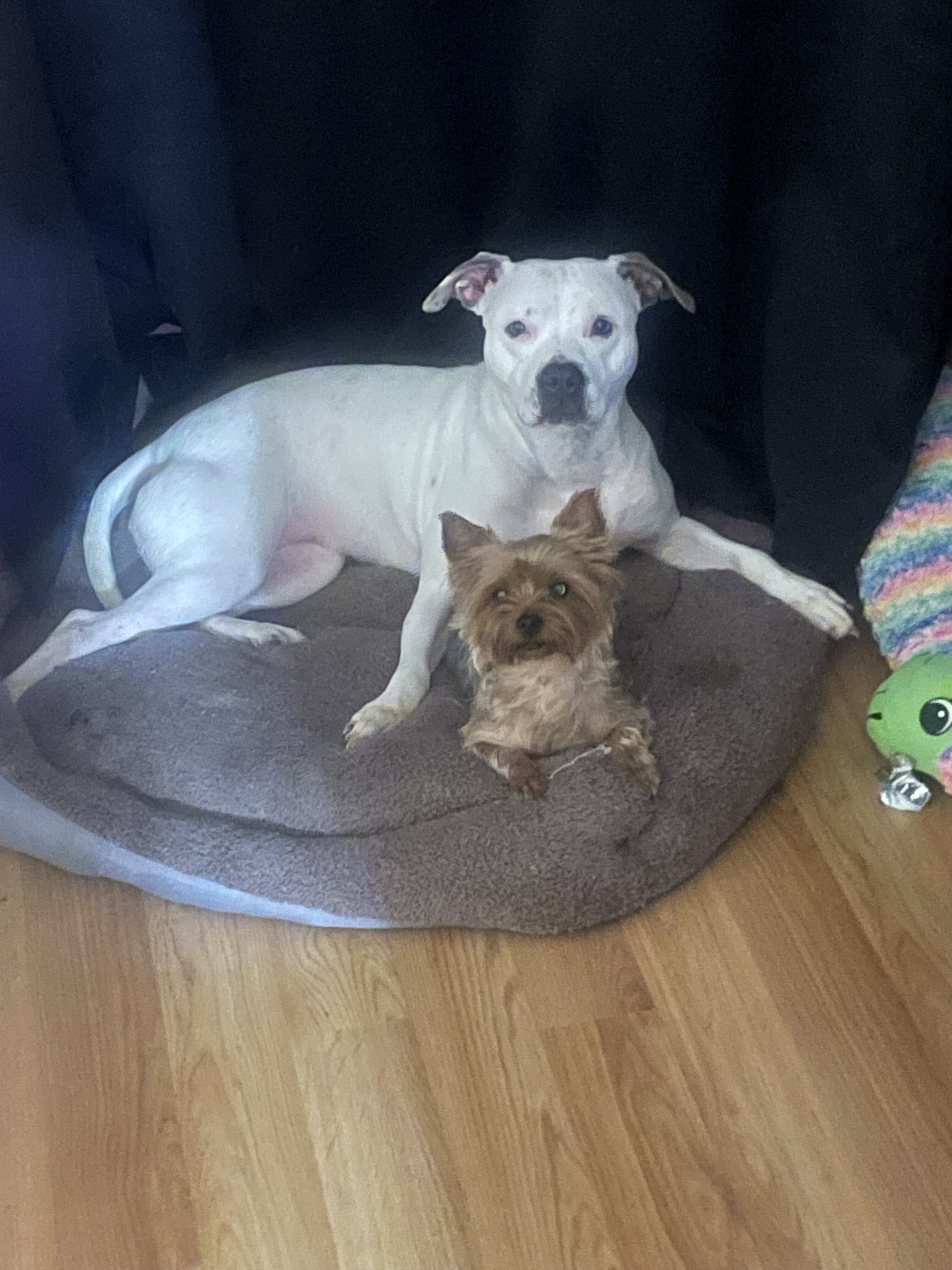 American pitbull image 2