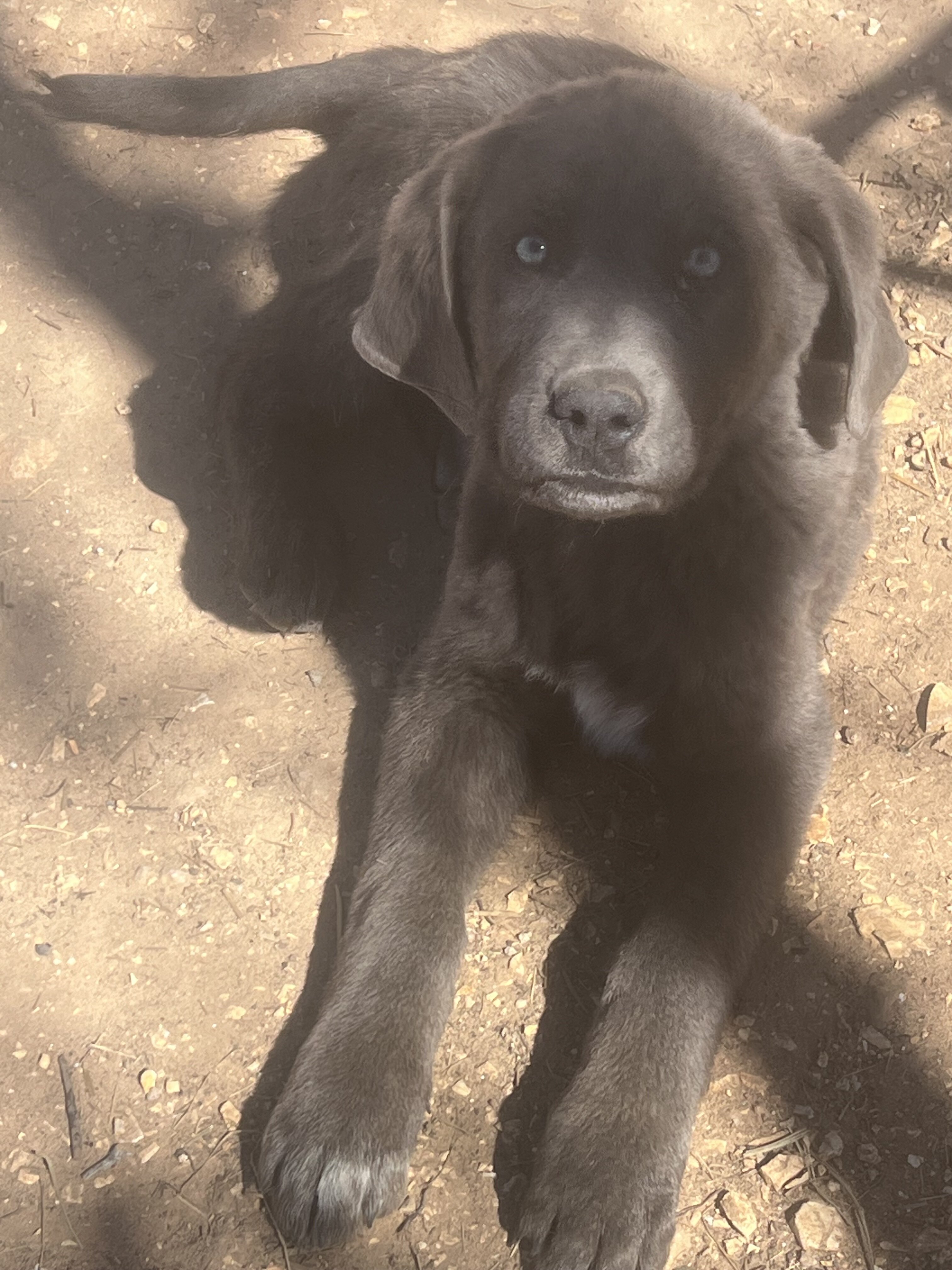 Maremma pup image 1