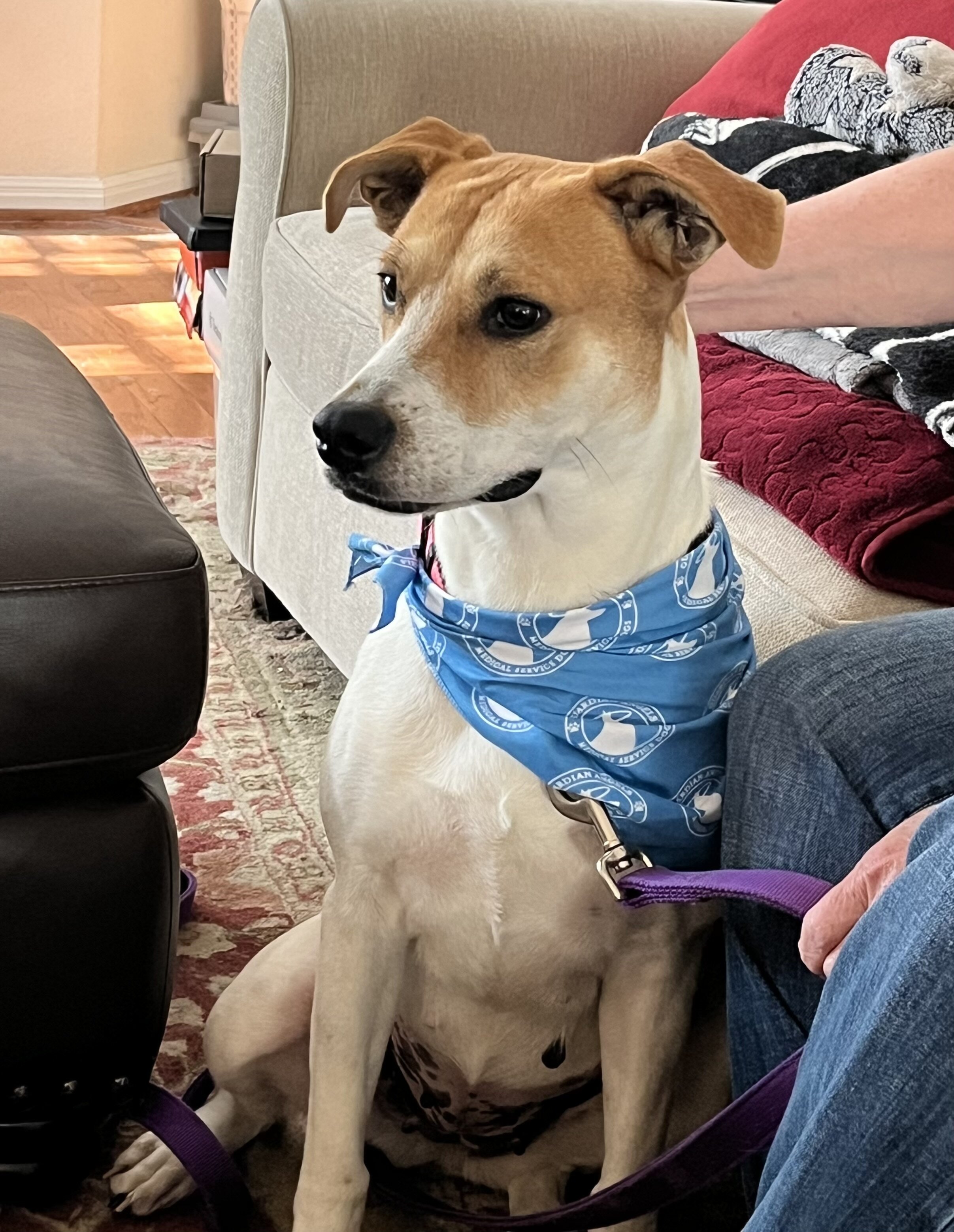 Labrador Retriever Mix - Female  - 1 year image 1