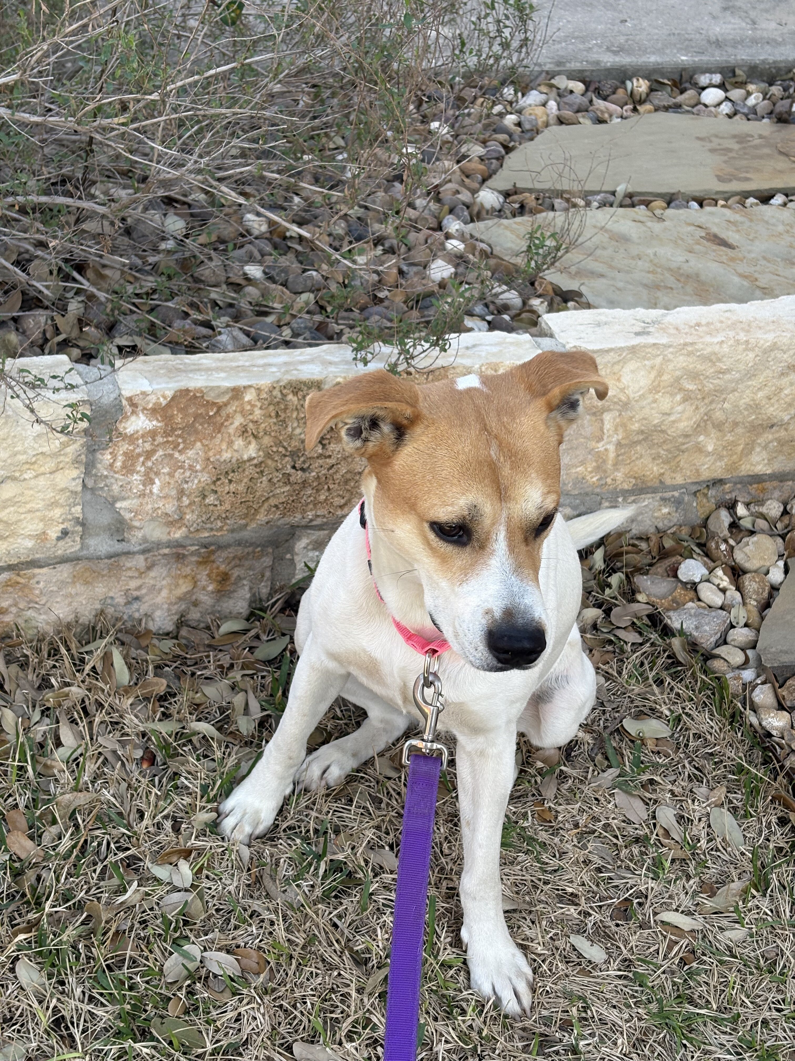 Labrador Retriever Mix - Female  - 1 year image 5