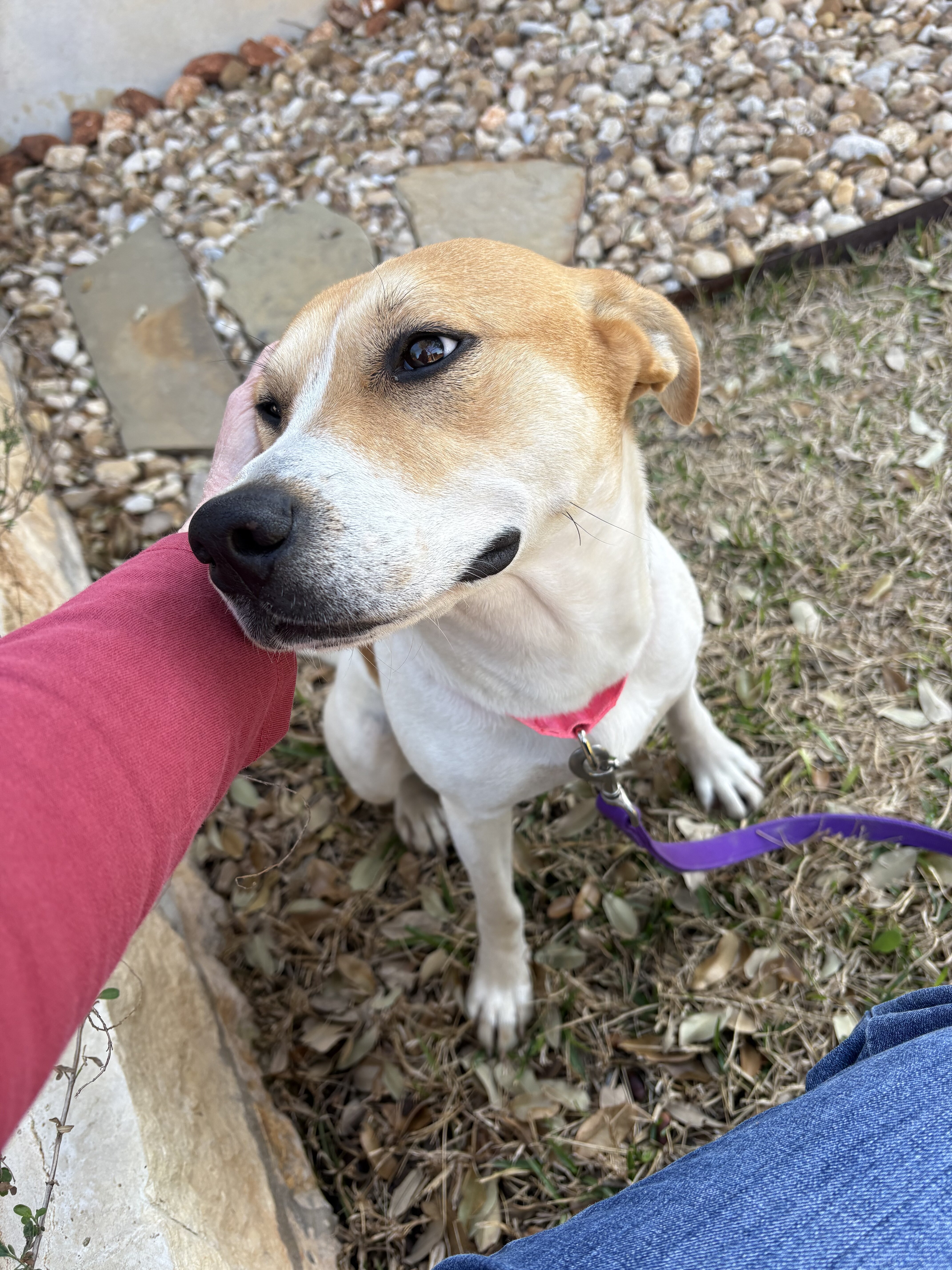 Labrador Retriever Mix - Female  - 1 year image 2