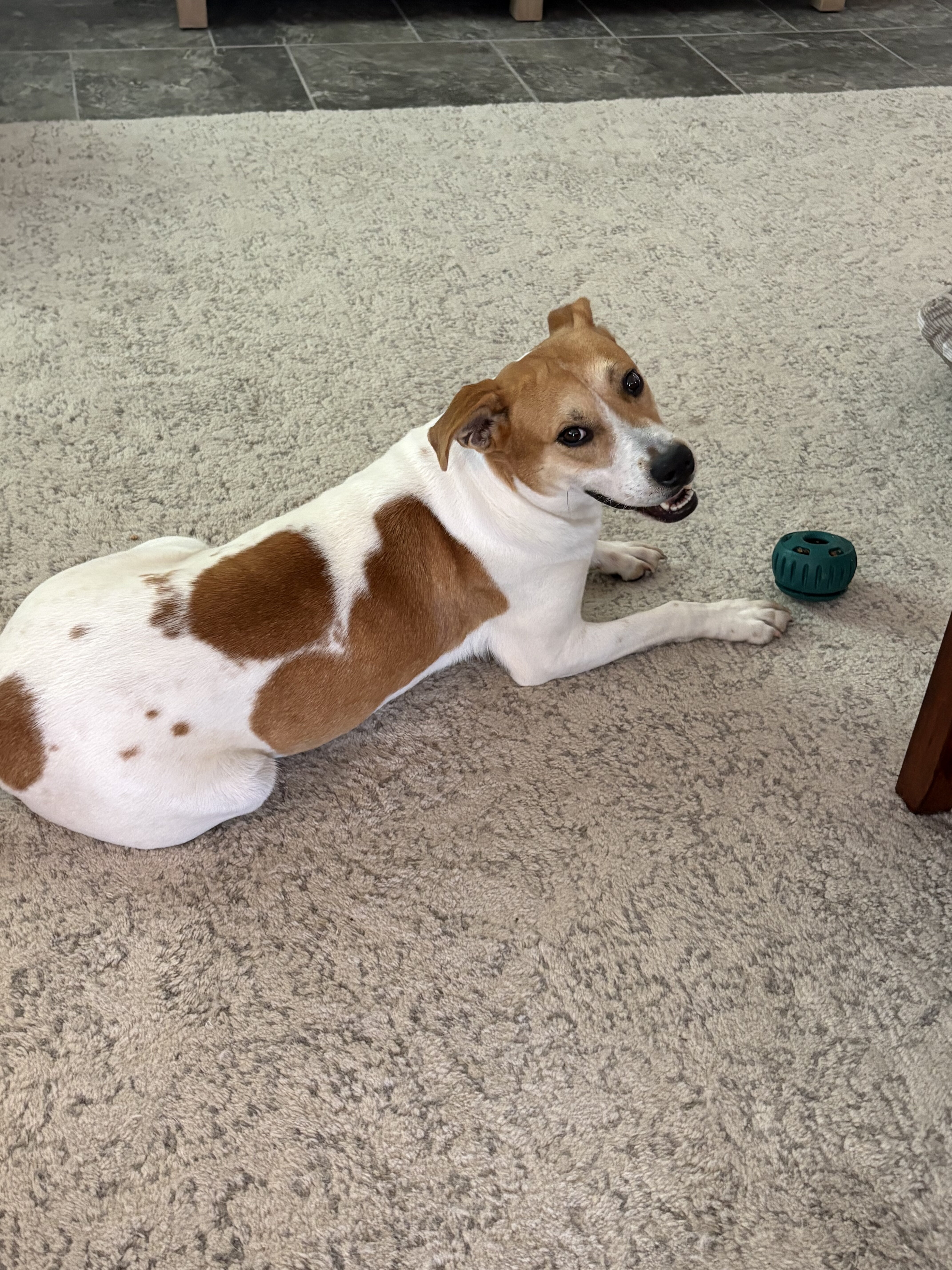 Labrador Retriever Mix - Female  - 1 year image 4