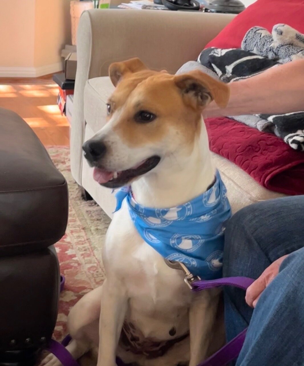 Labrador Retriever Mix - Female  - 1 year image 3