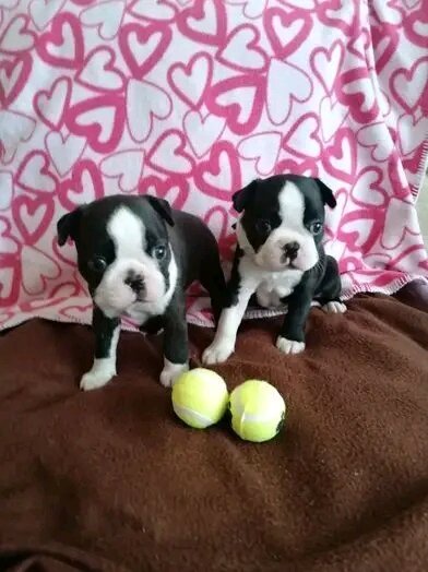 Adorable Boston Terrier puppies image 2
