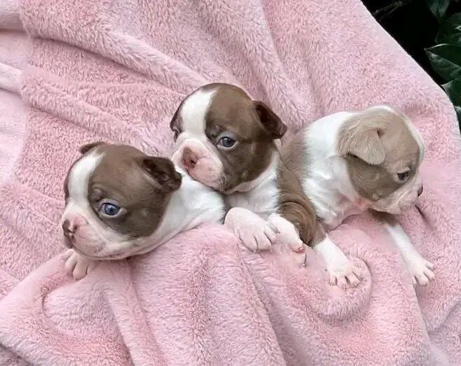 Adorable Boston Terrier puppies image 1