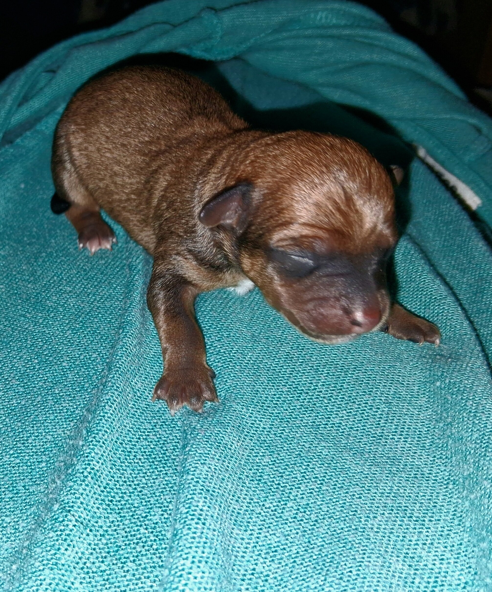 Powder Puff Chihuahuas puppies image 3