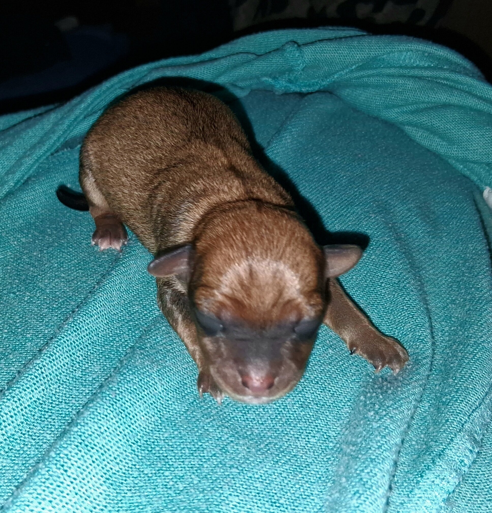 Powder Puff Chihuahuas puppies image 1