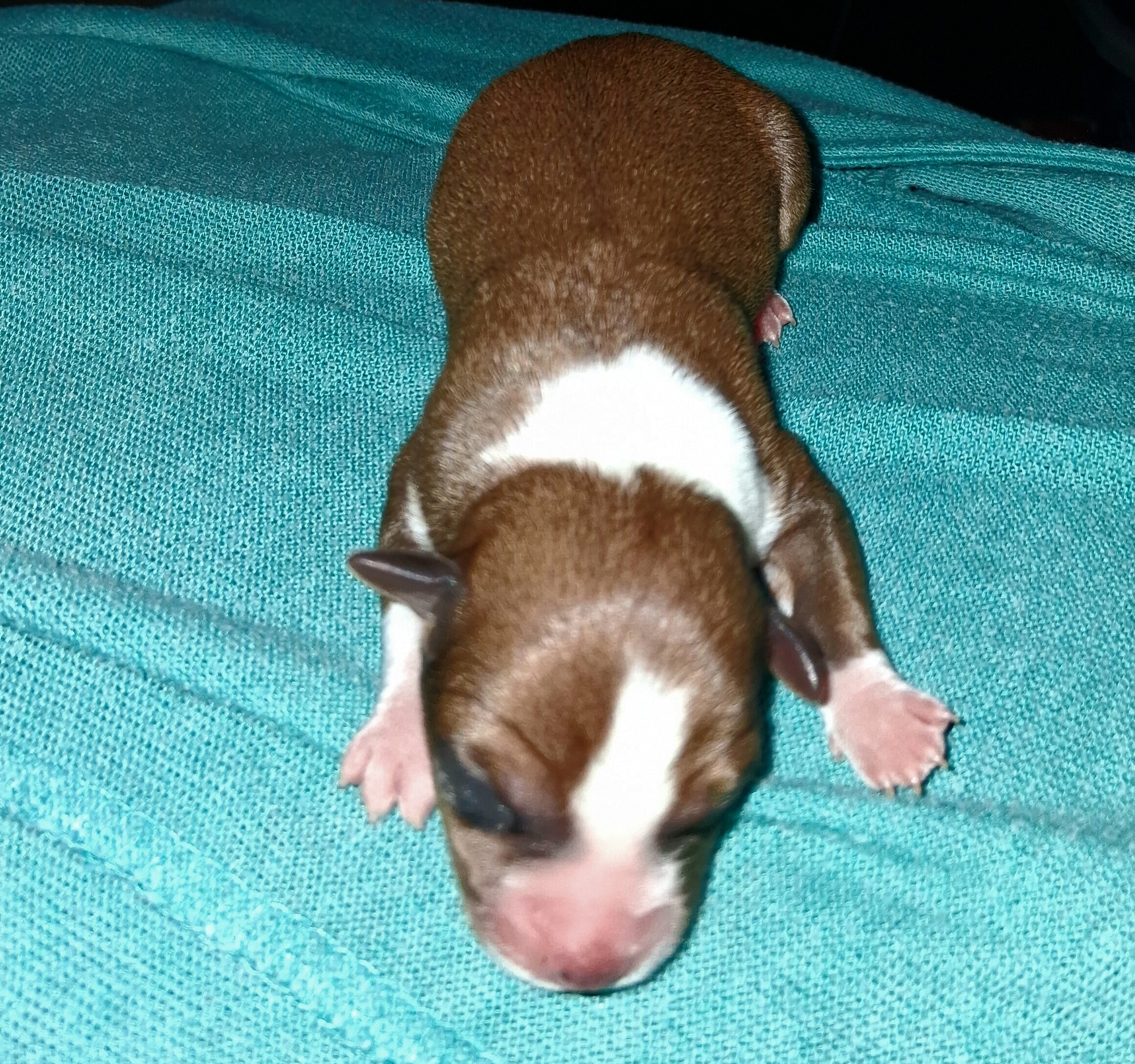 Powder Puff Chihuahuas puppies image 7