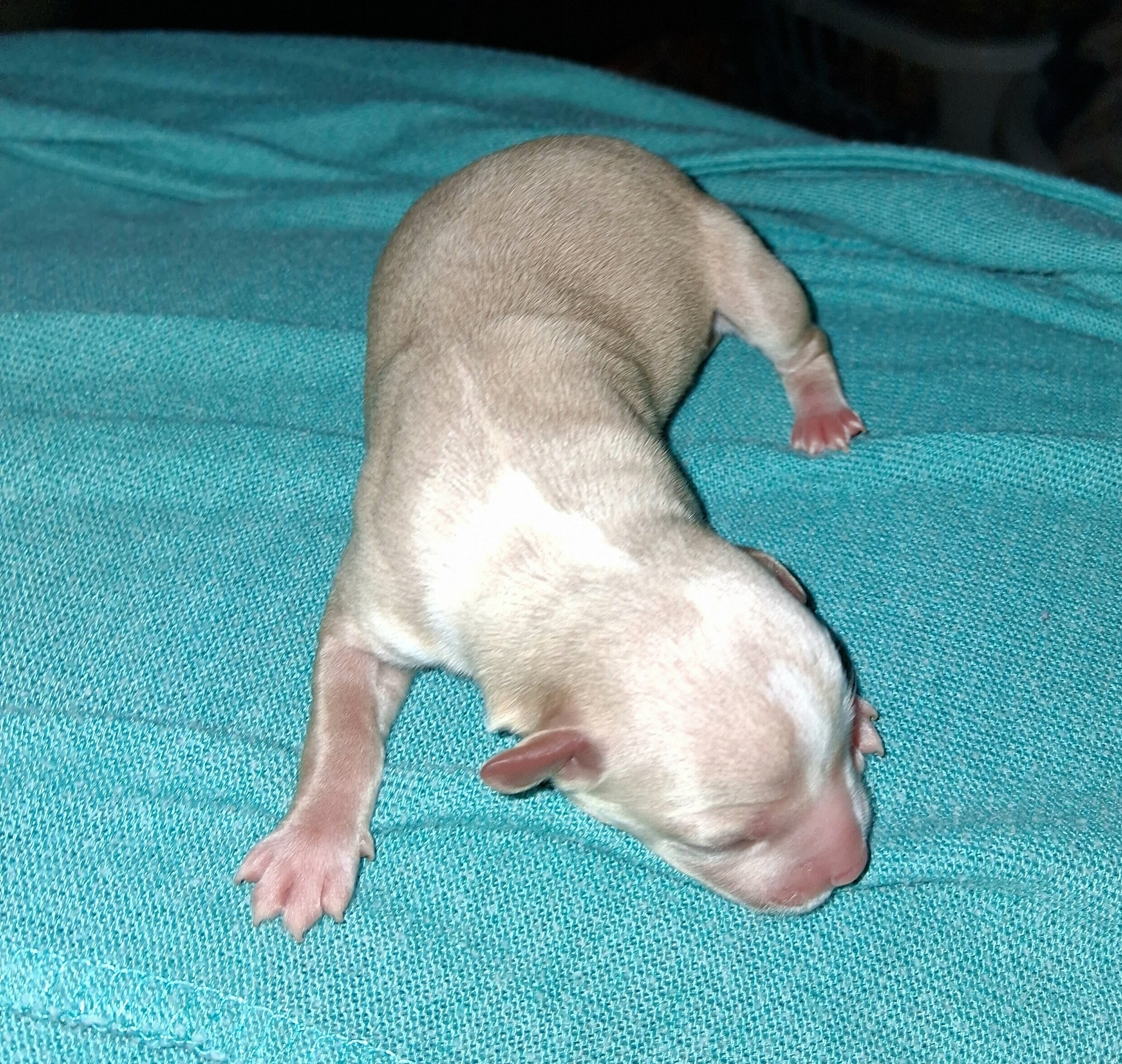 Powder Puff Chihuahuas puppies image 8