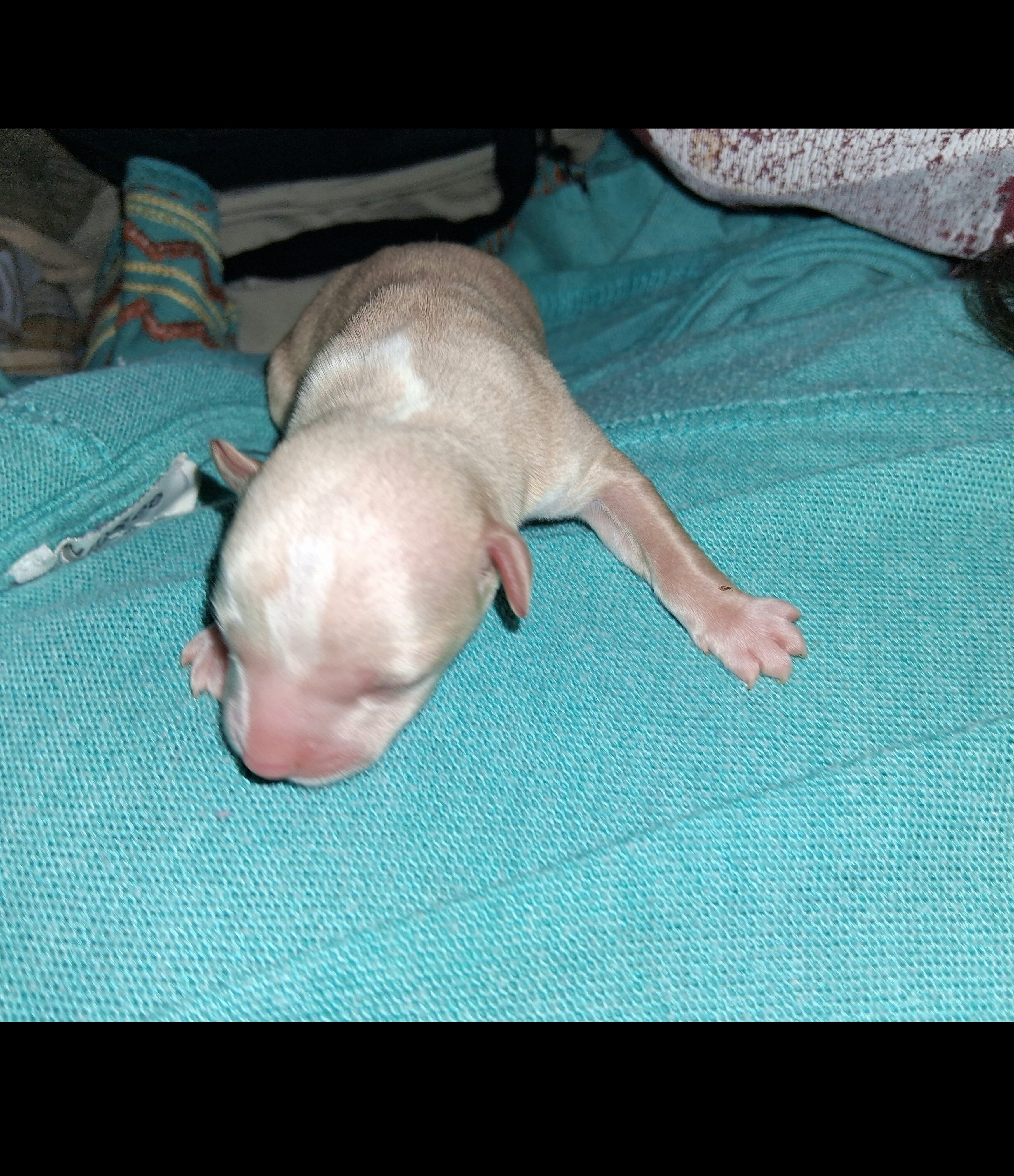 Powder Puff Chihuahuas puppies image 2