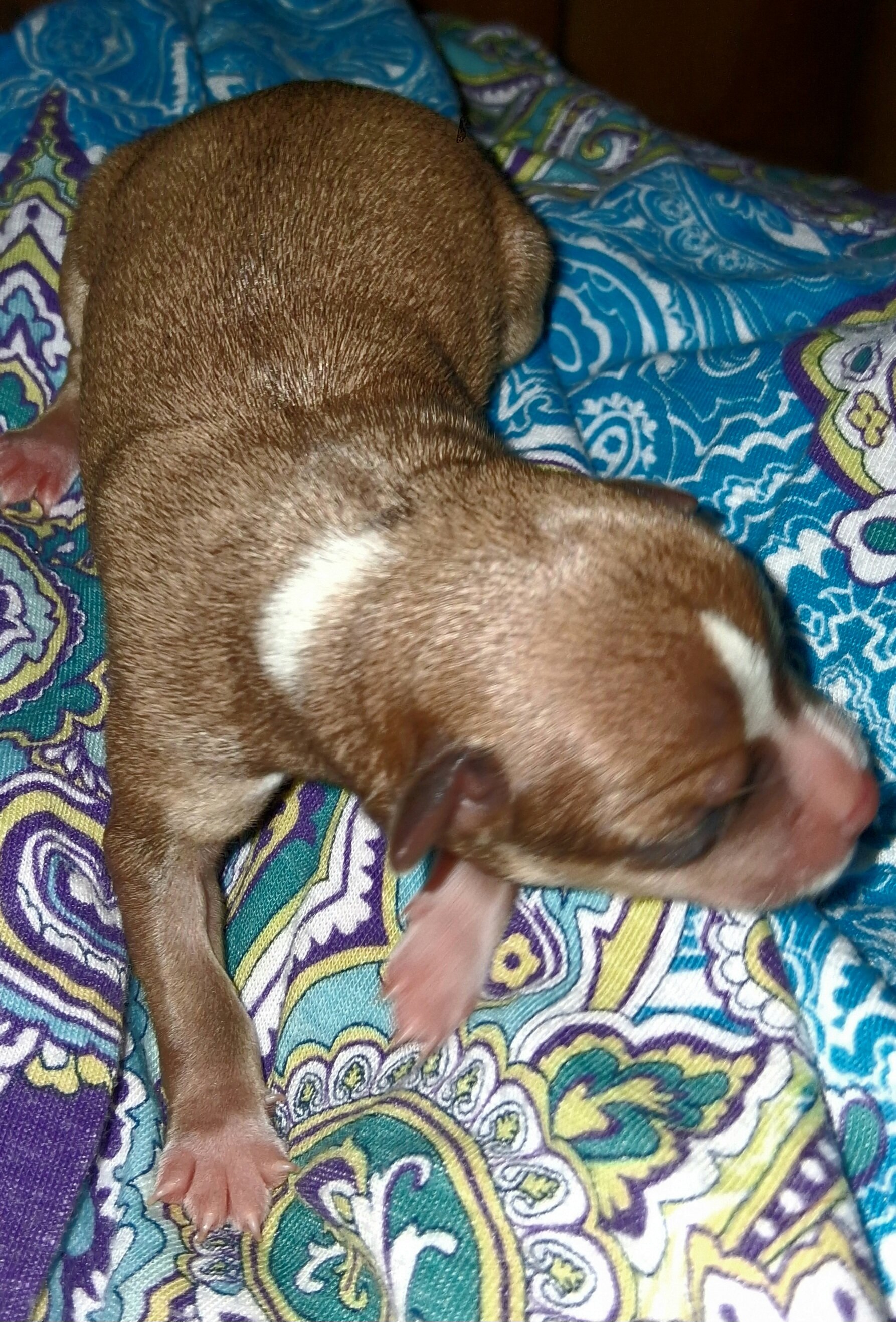 Powder Puff Chihuahuas puppies image 4
