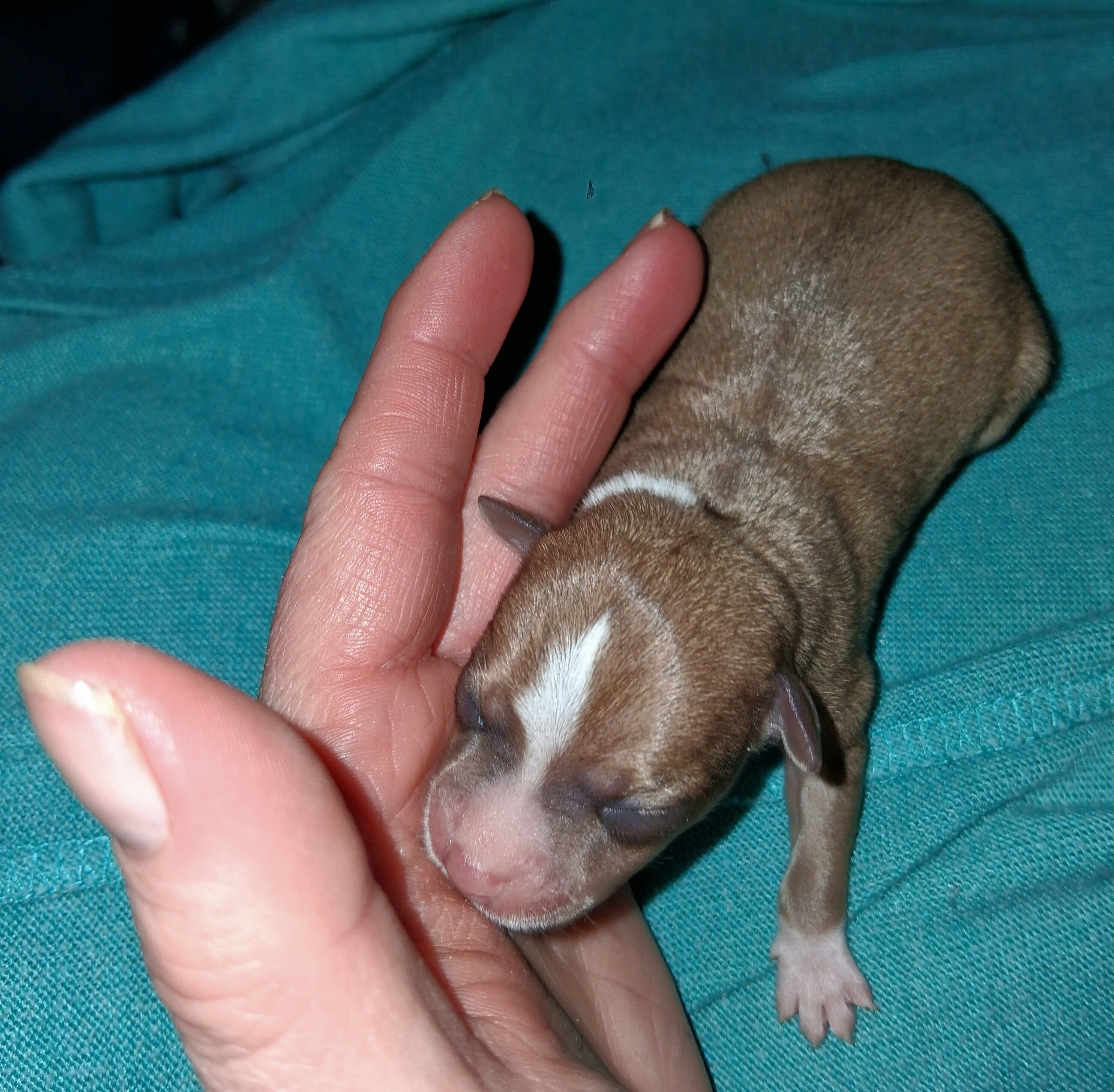 Powder Puff Chihuahuas puppies image 9