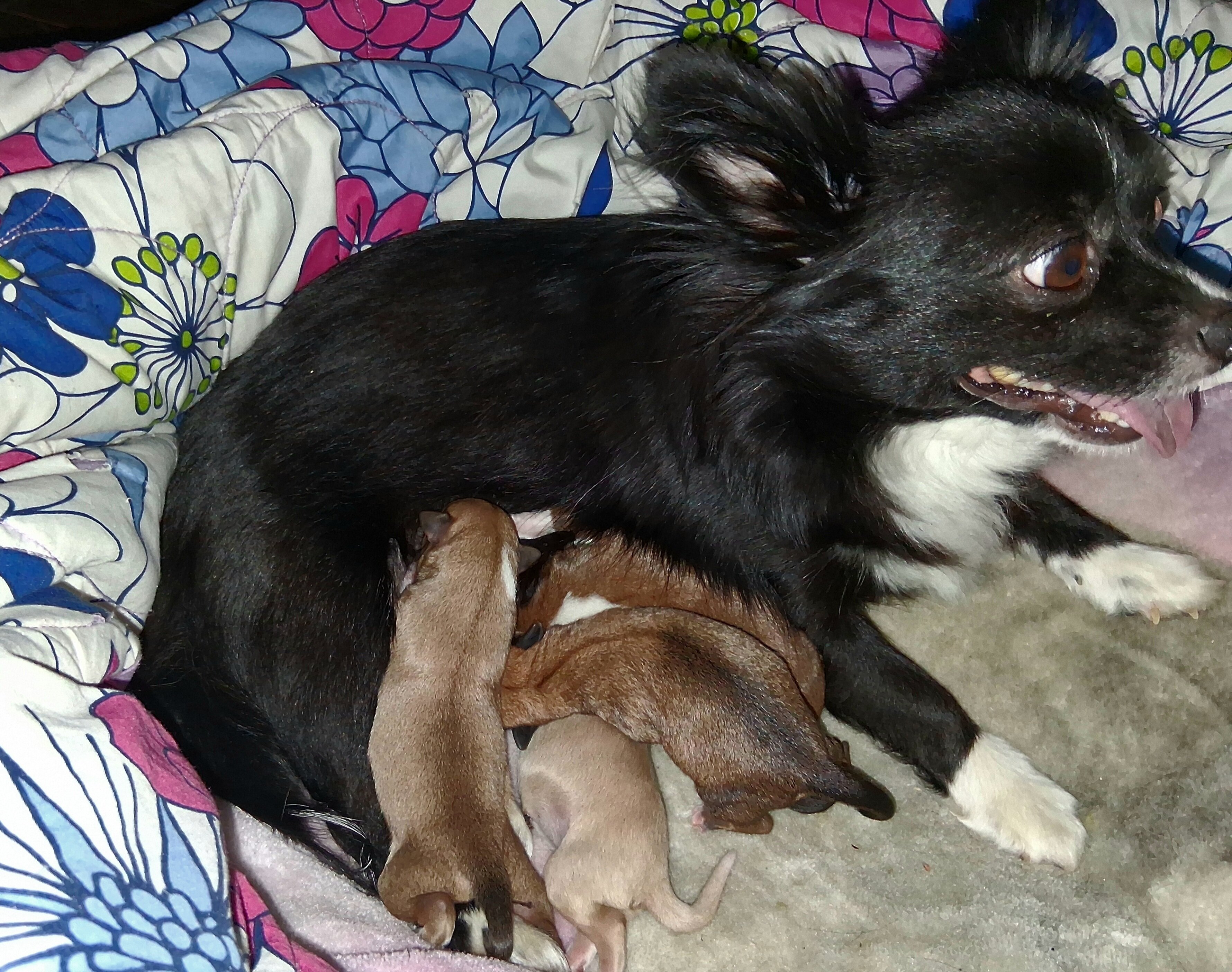 Powder Puff Chihuahuas puppies image 10