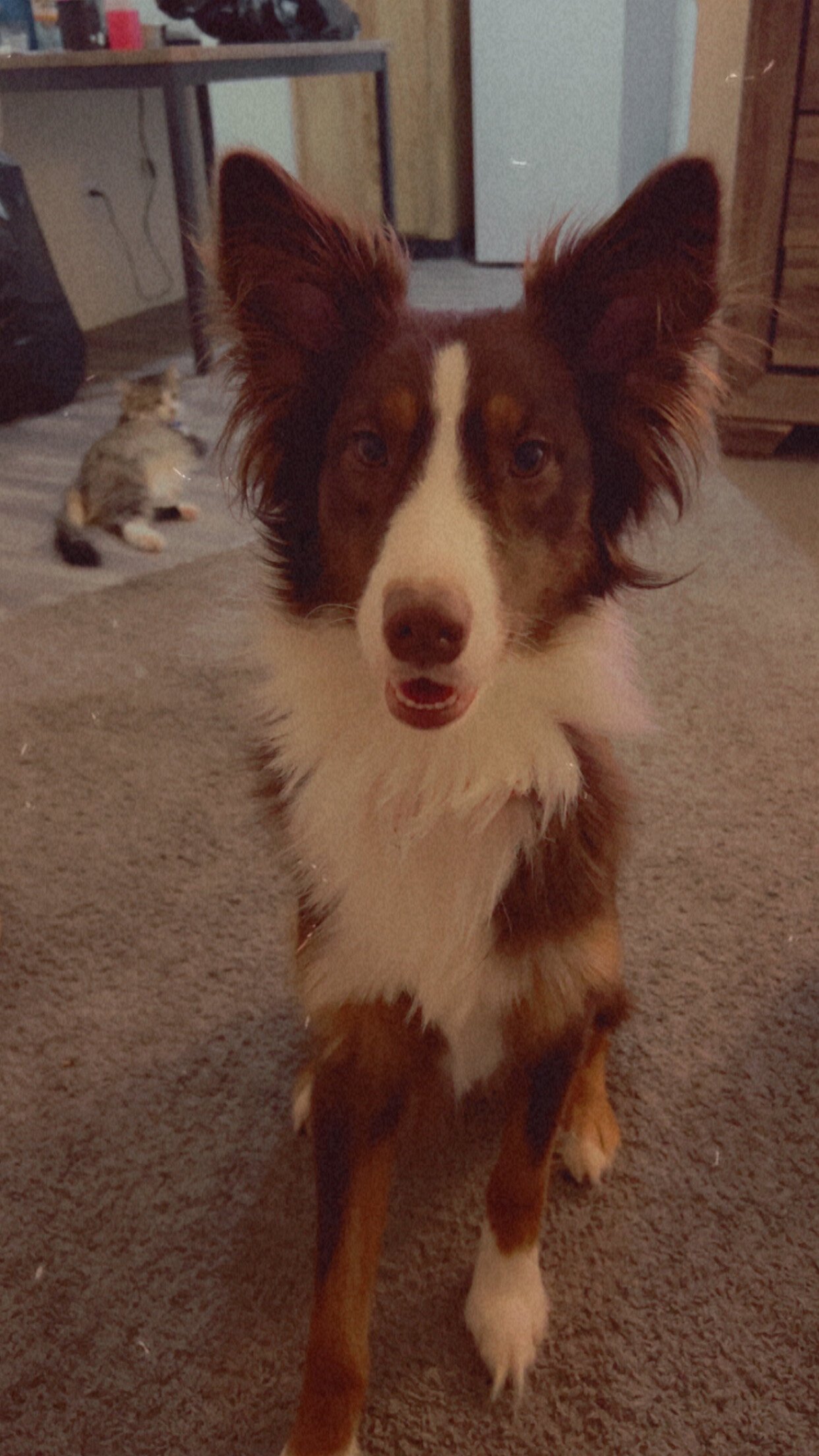 Tobias needs a place with a backyard image 3