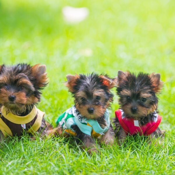 Beautiful Yorkie Puppies for Sale image 2