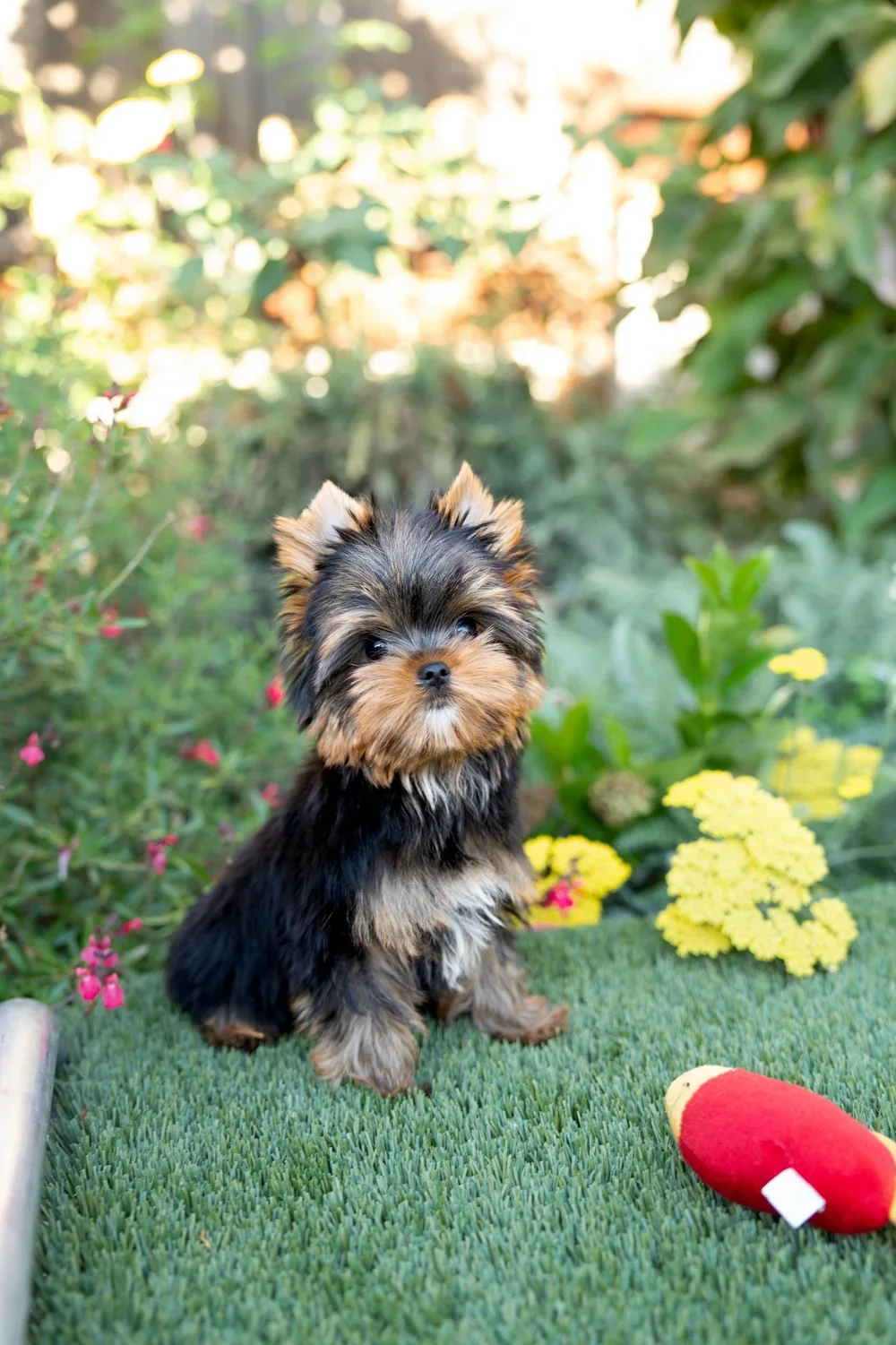 Beautiful Yorkie Puppies for Sale image 3