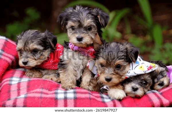 Beautiful Yorkie Puppies for Sale image 1