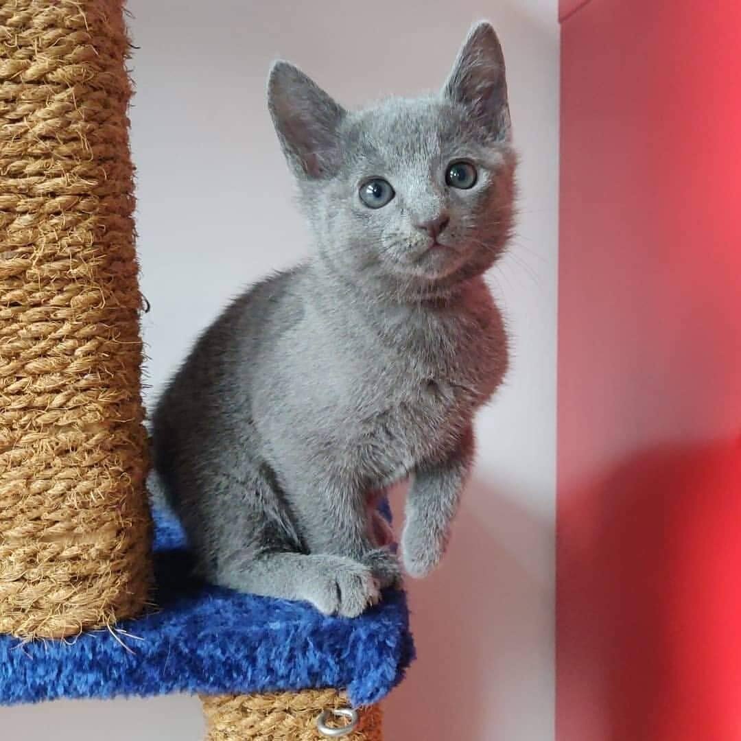 Healthy Purebred Russian Blue Kittens Available image 3