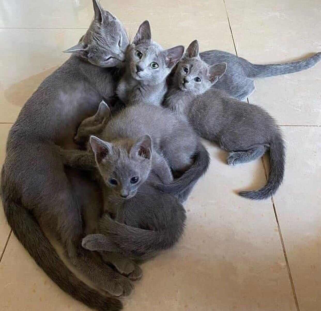 Healthy Purebred Russian Blue Kittens Available image 2