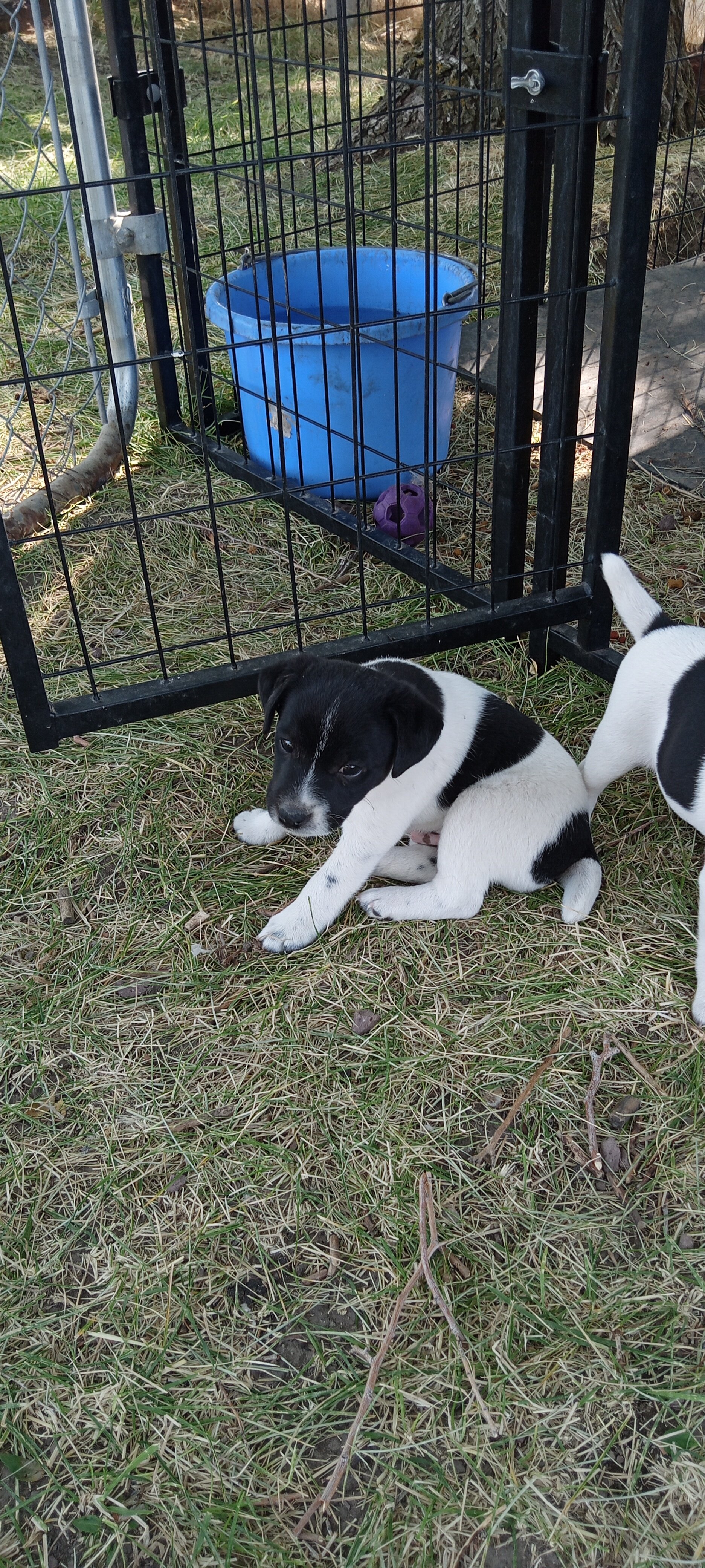 Jack Russell Puppies image 1