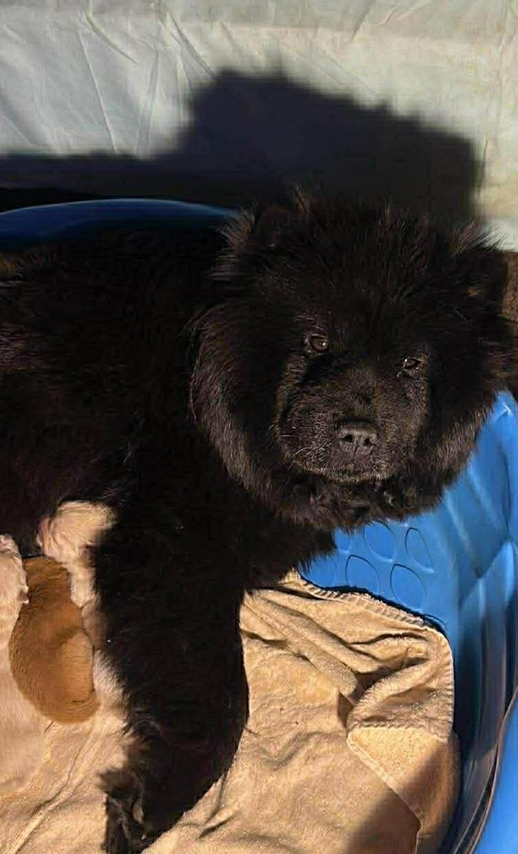 Chow Chow puppies image 1