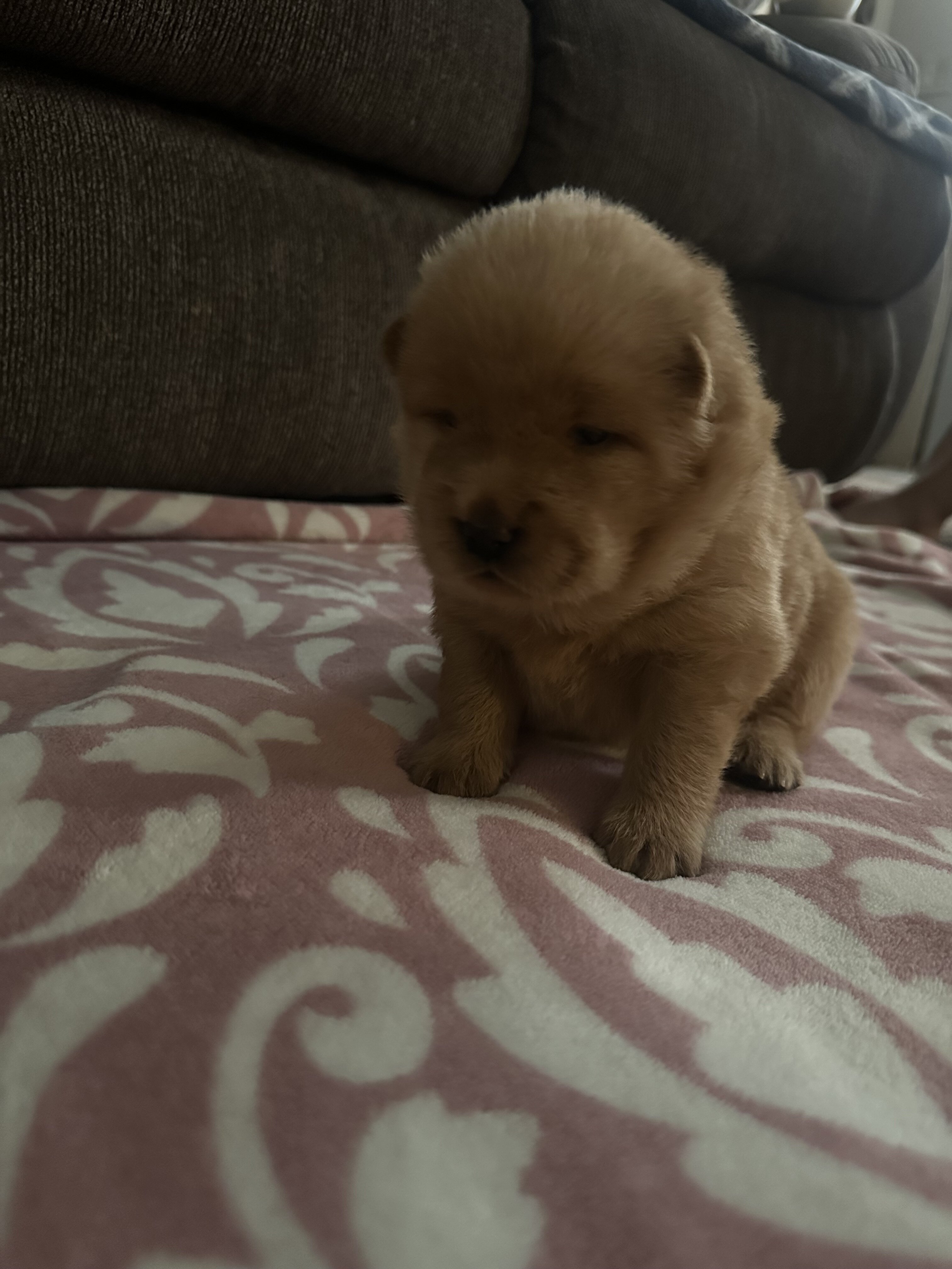 Chow Chow puppies image 2