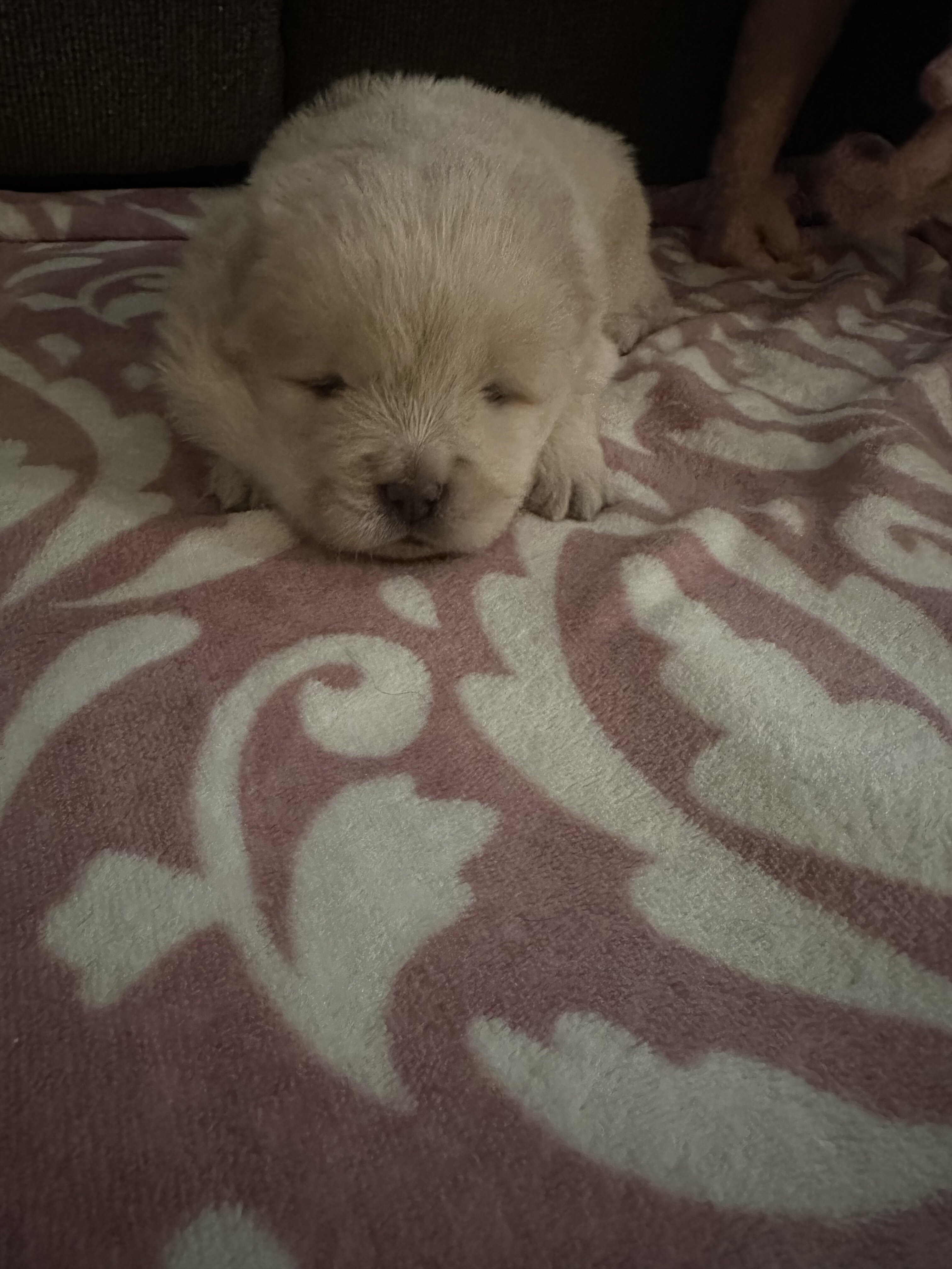 Chow Chow puppies image 3