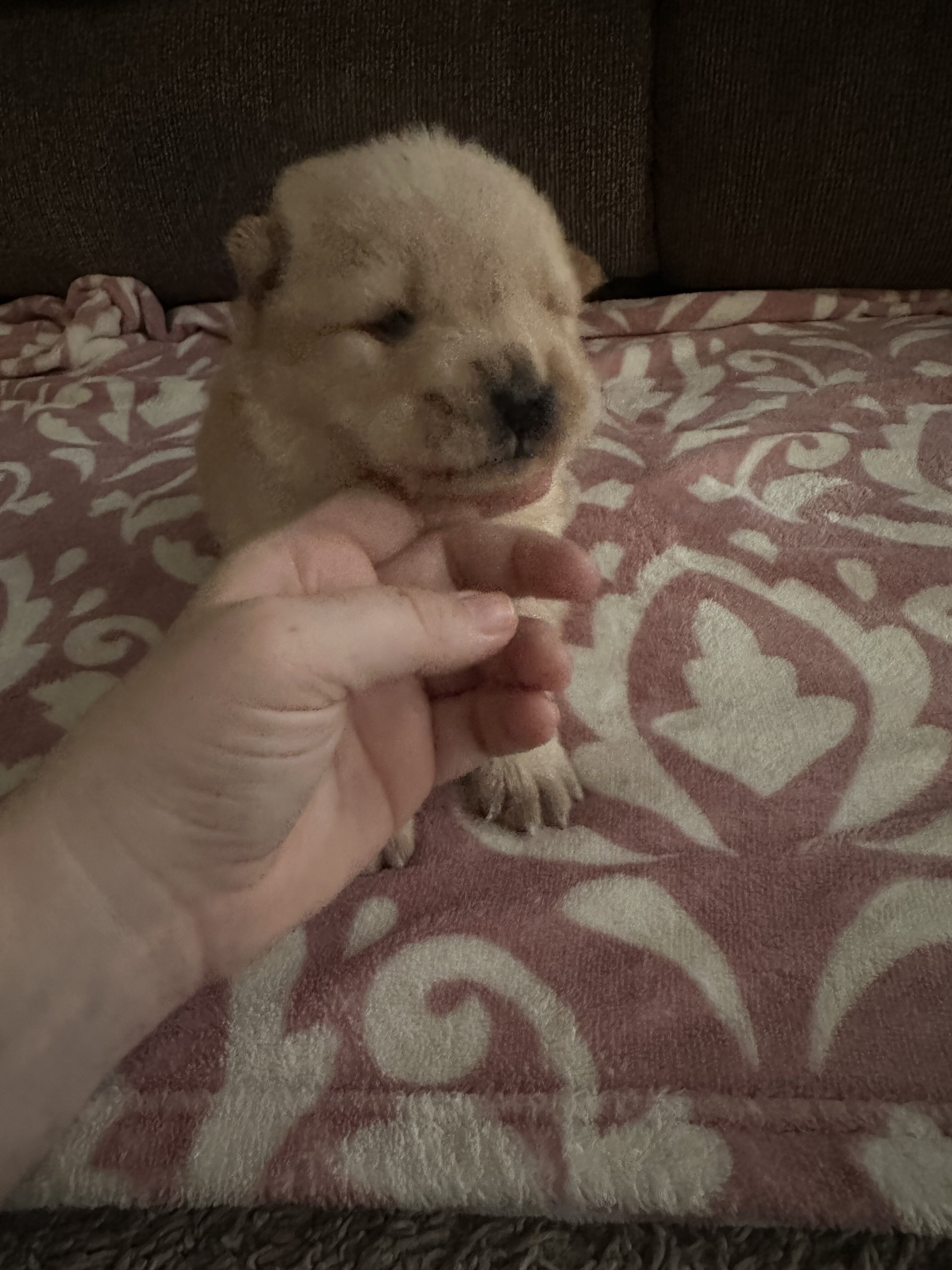 Chow Chow puppies image 7