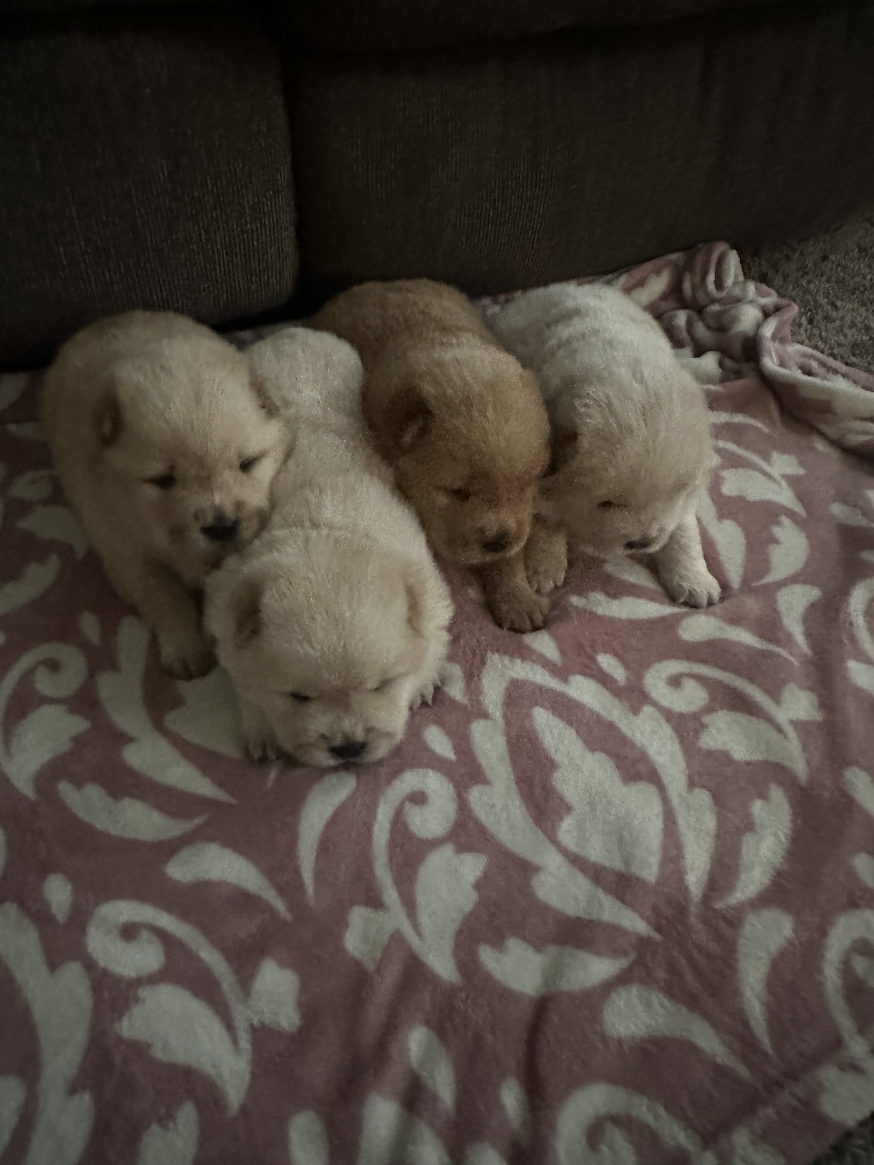 Chow Chow puppies image 6