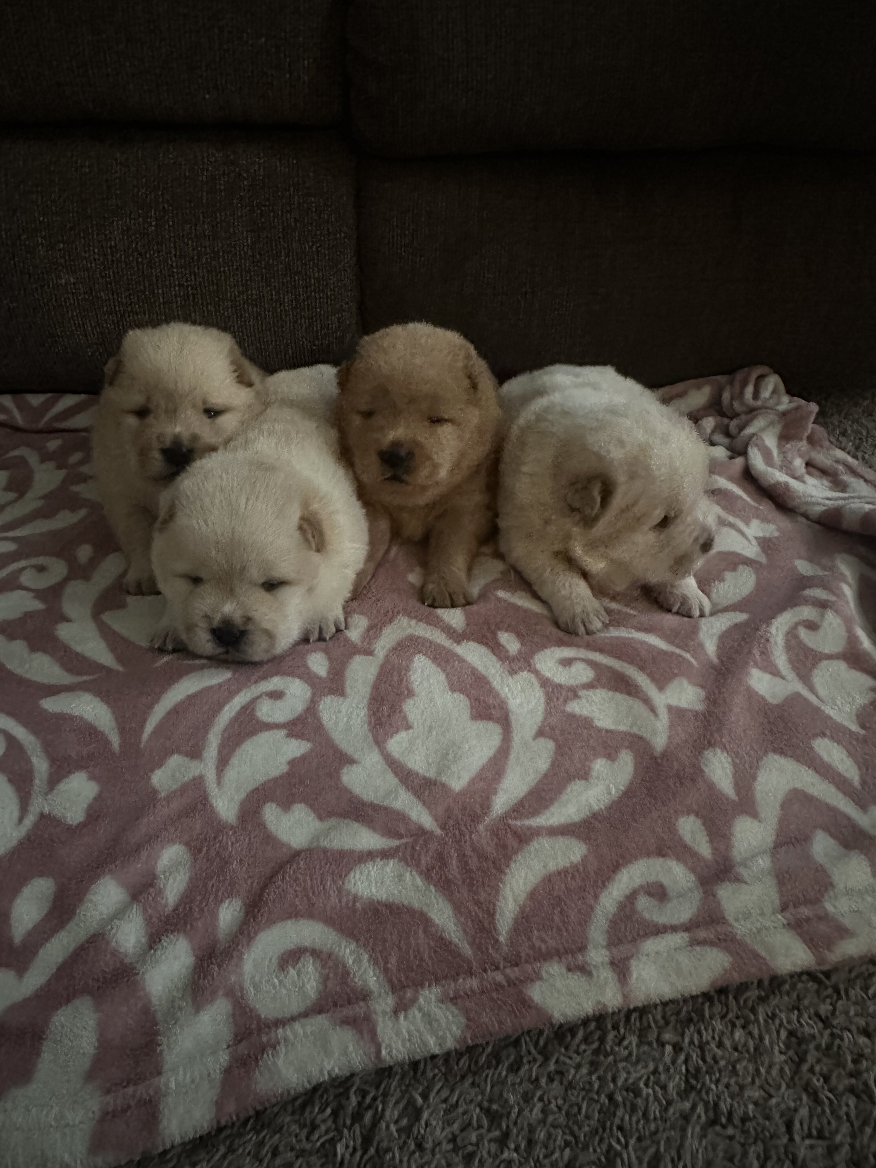 Chow Chow puppies image 5