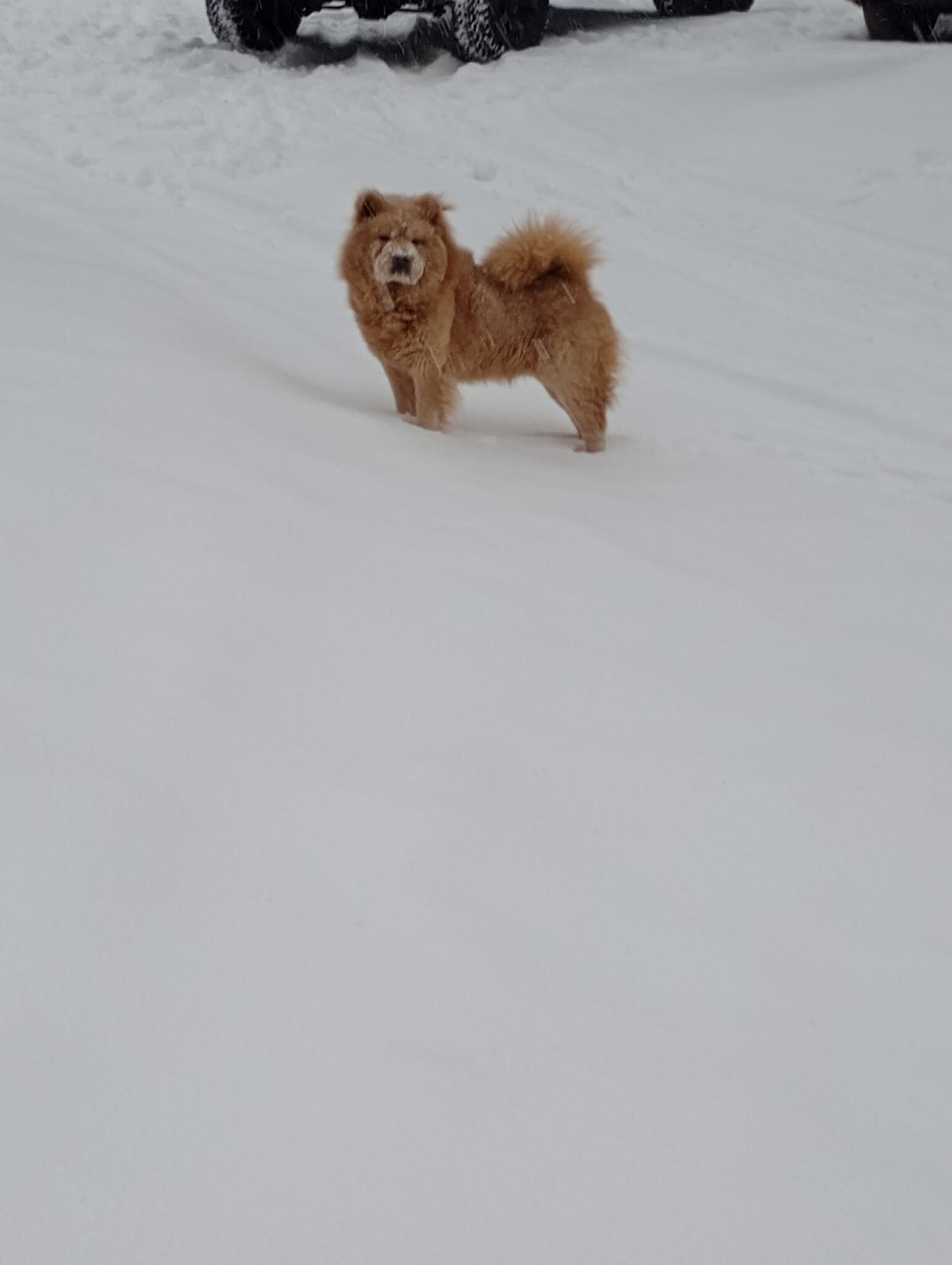 Chow Chow puppies image 8