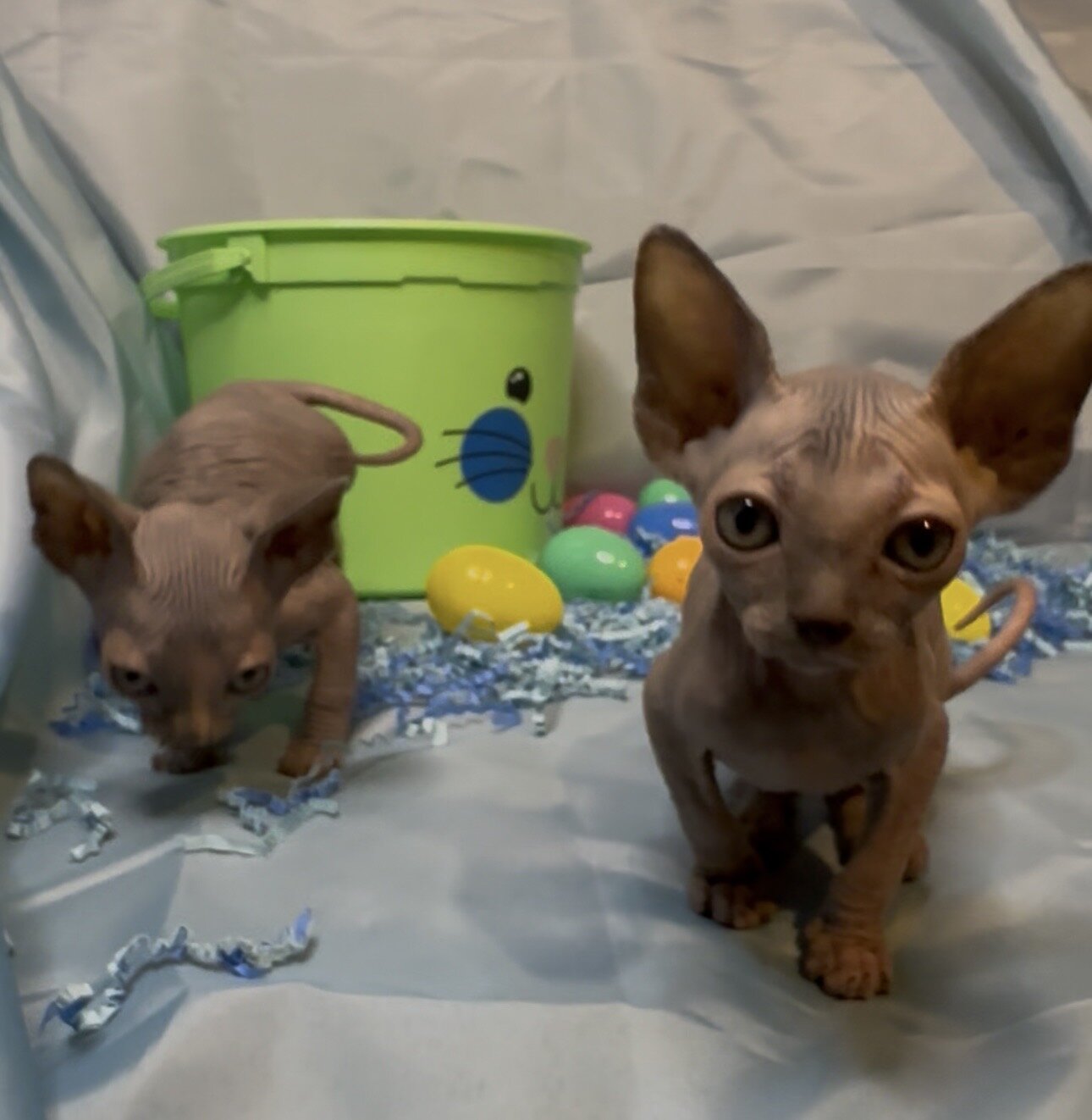 Sphynx kittens image 7