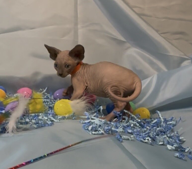 Sphynx kittens image 6