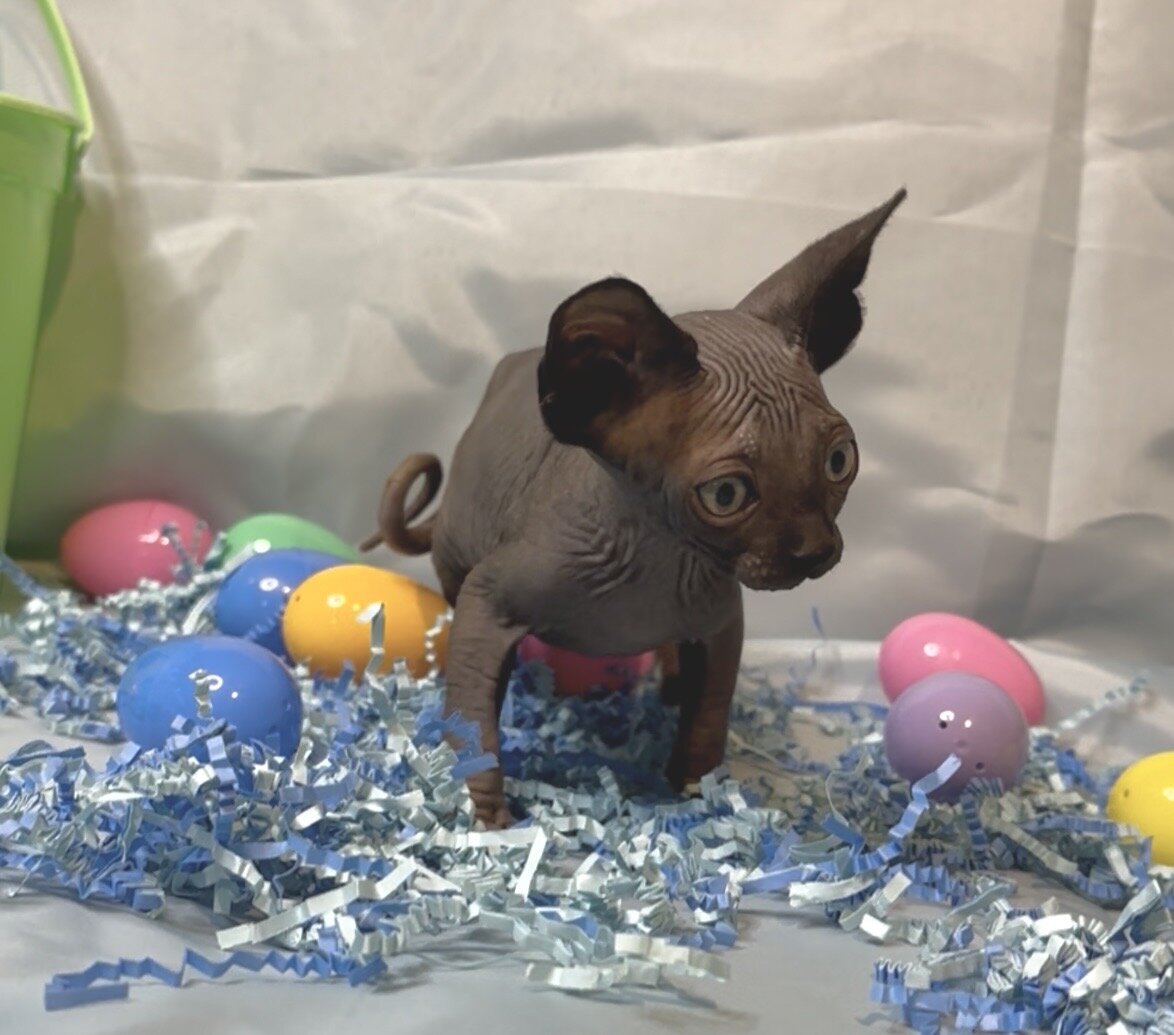 Sphynx kittens image 5