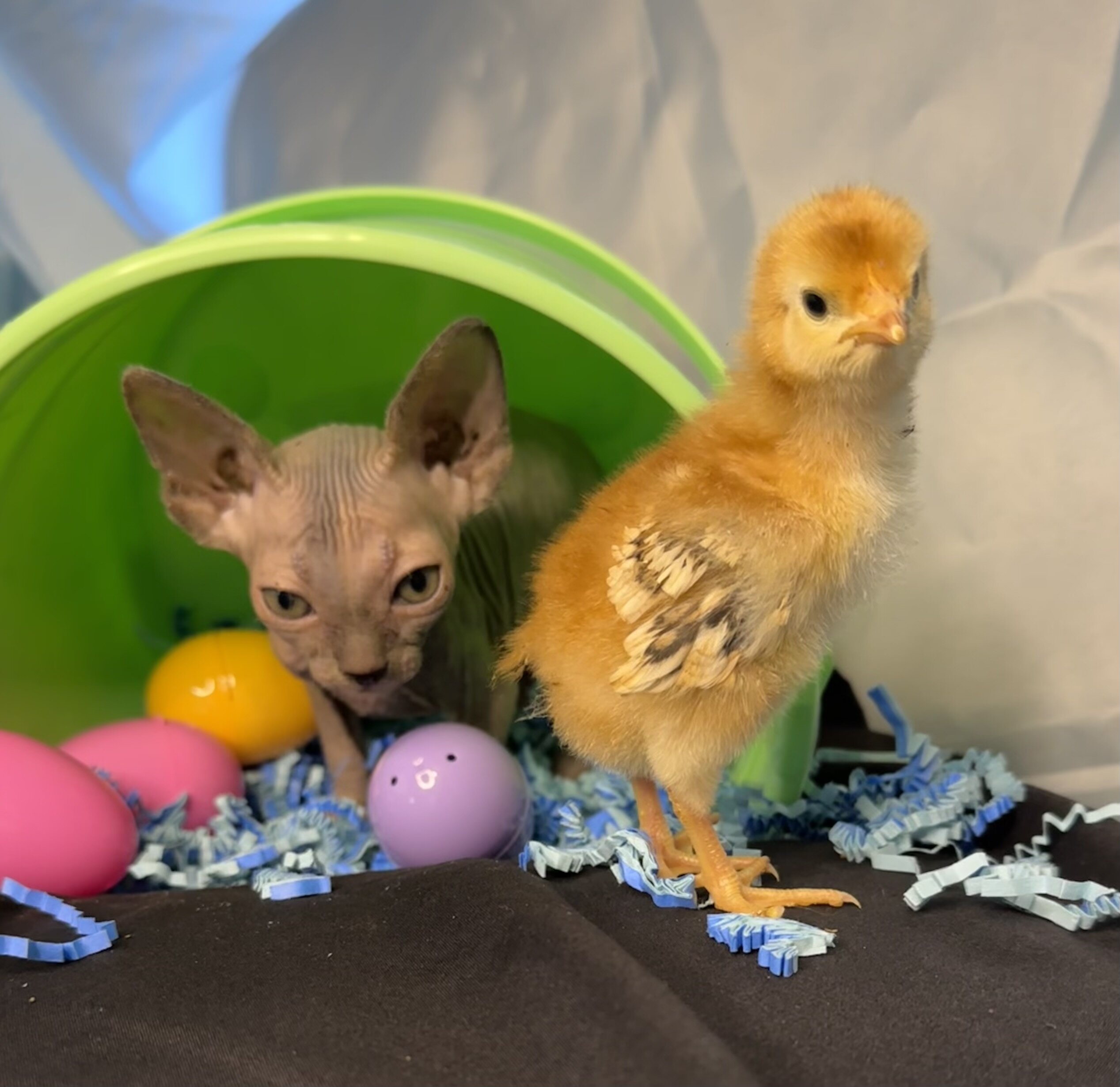 Sphynx kittens image 10