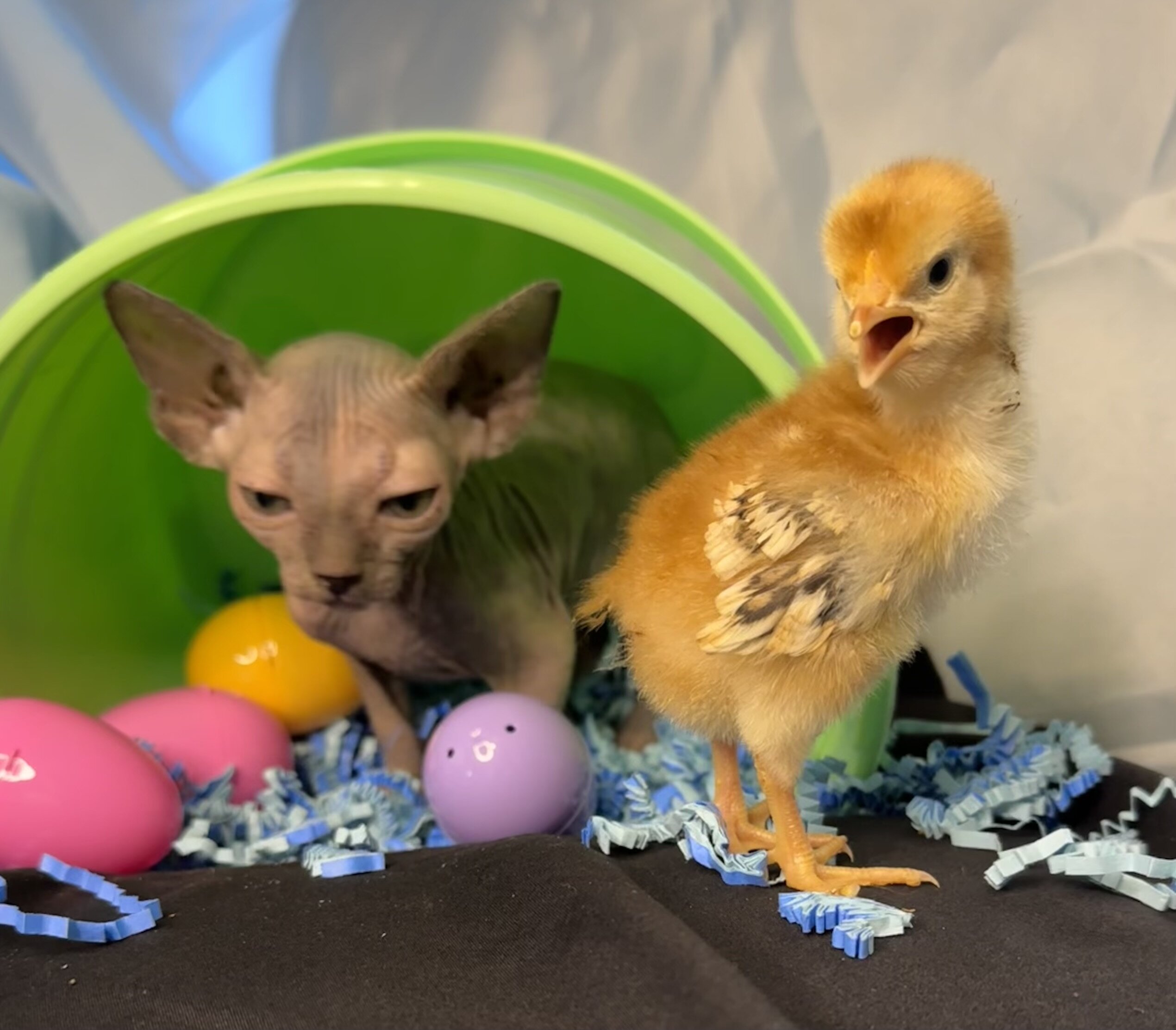 Sphynx kittens image 3