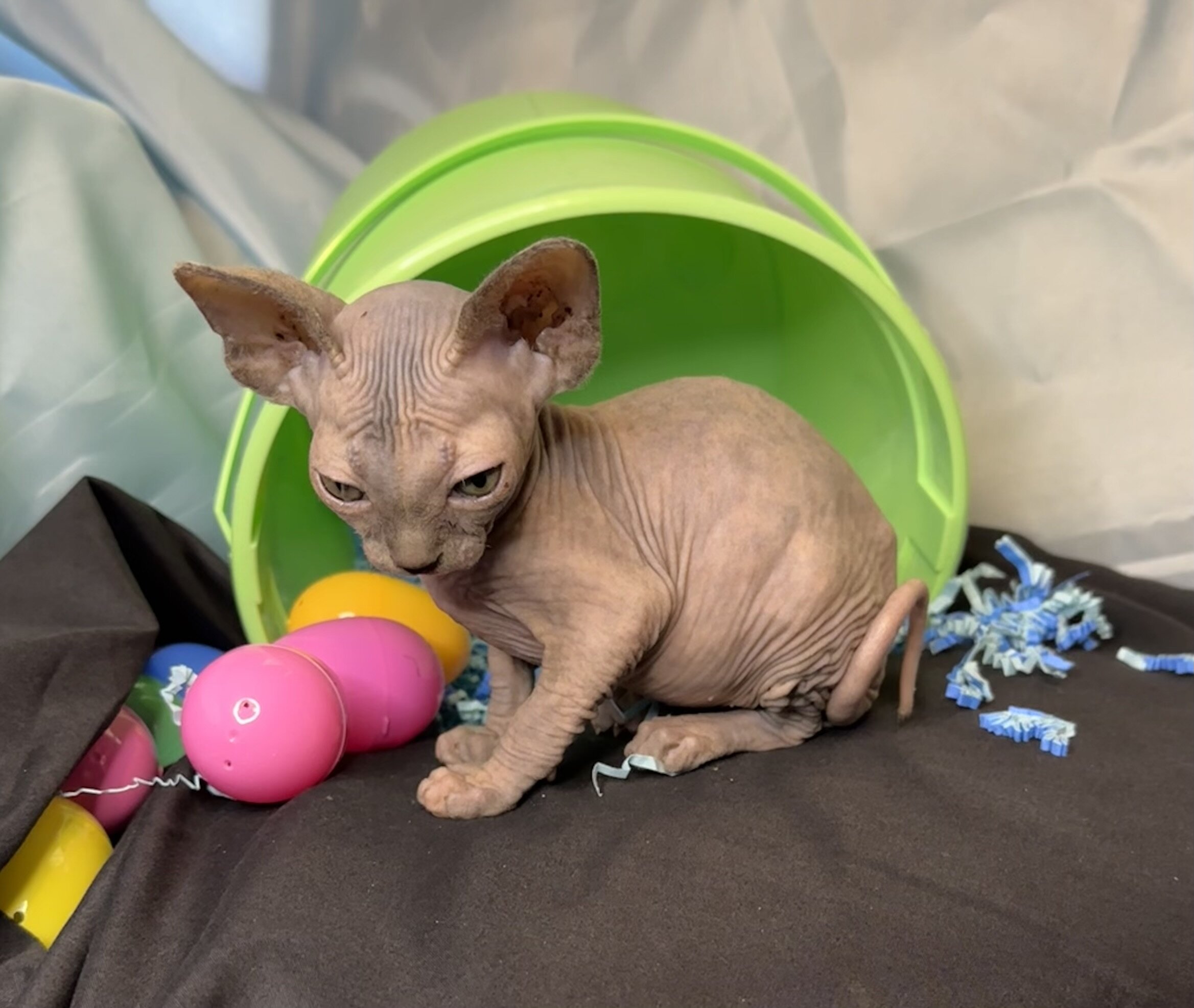 Sphynx kittens image 9